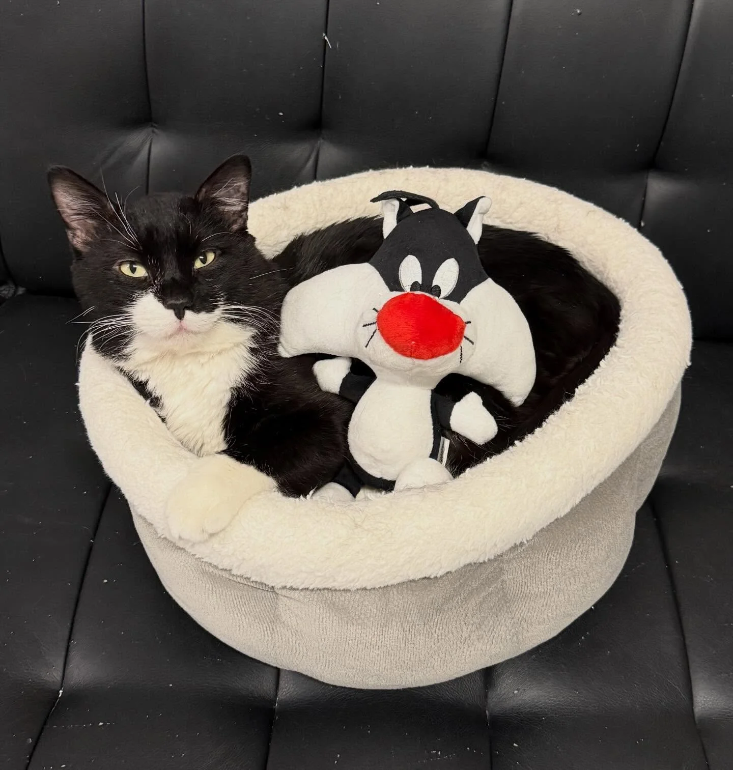 Saturday snuggles with Sylvester 🖤🤍 #kittycatcafema #kittycatcafepeabody #blackandwhitecat #catsofinstagram #sylvester