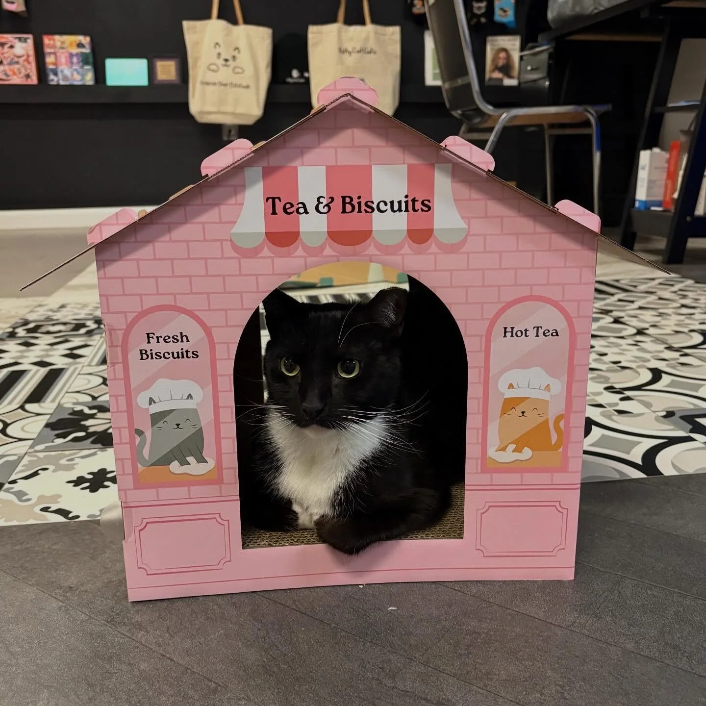 Monty has been busy making biscuits and taking tea orders! 🫖 #kittycatcafema #kittycatcafepeabody #tuxedocat #catinbox #catsofinstagram