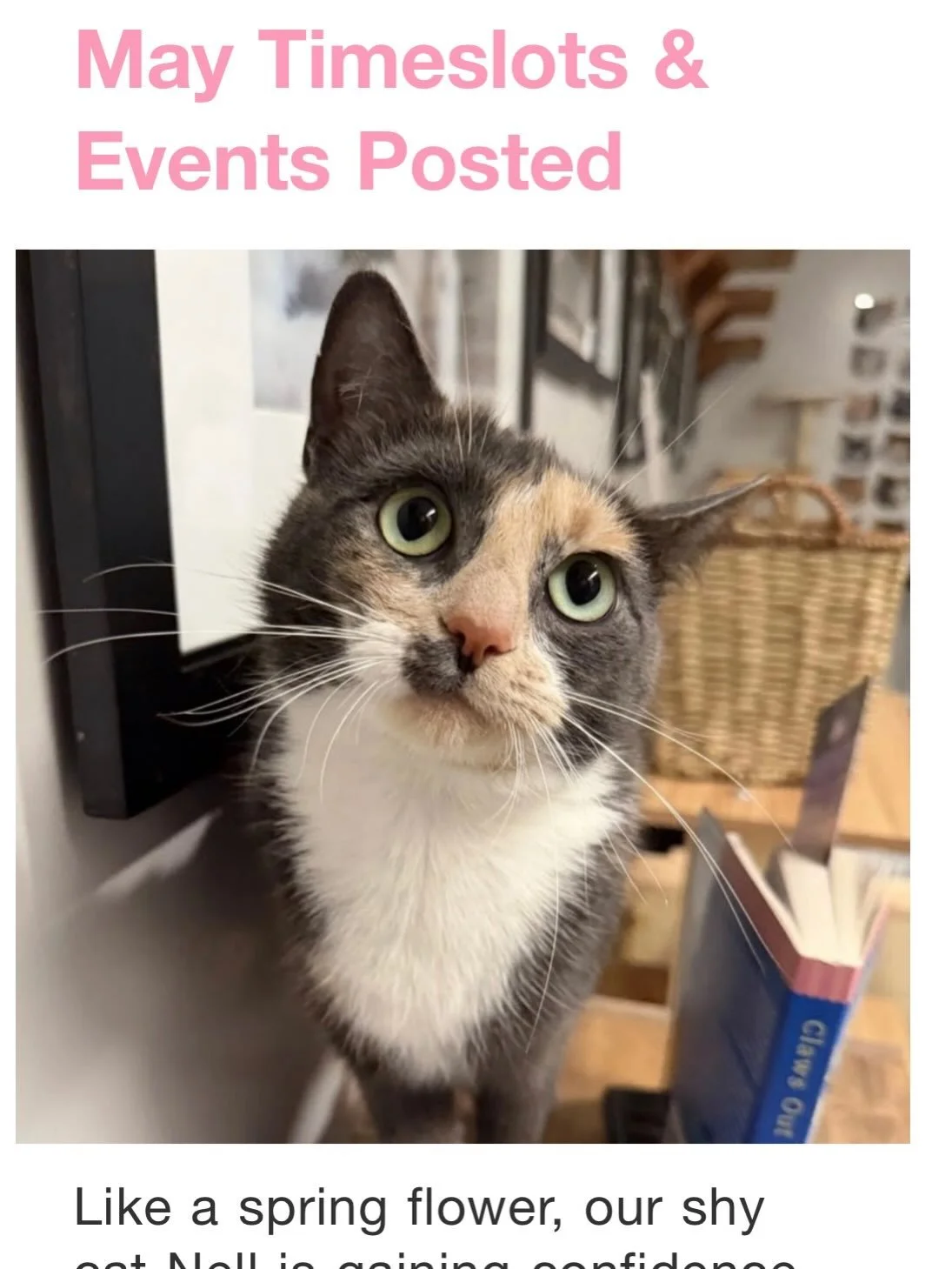 While April is full, our mewsletter just dropped and May dates are now posted. Make your spring purrfect with a visit to see our kitties. 

#catcafe #peabodyma #nonprofit