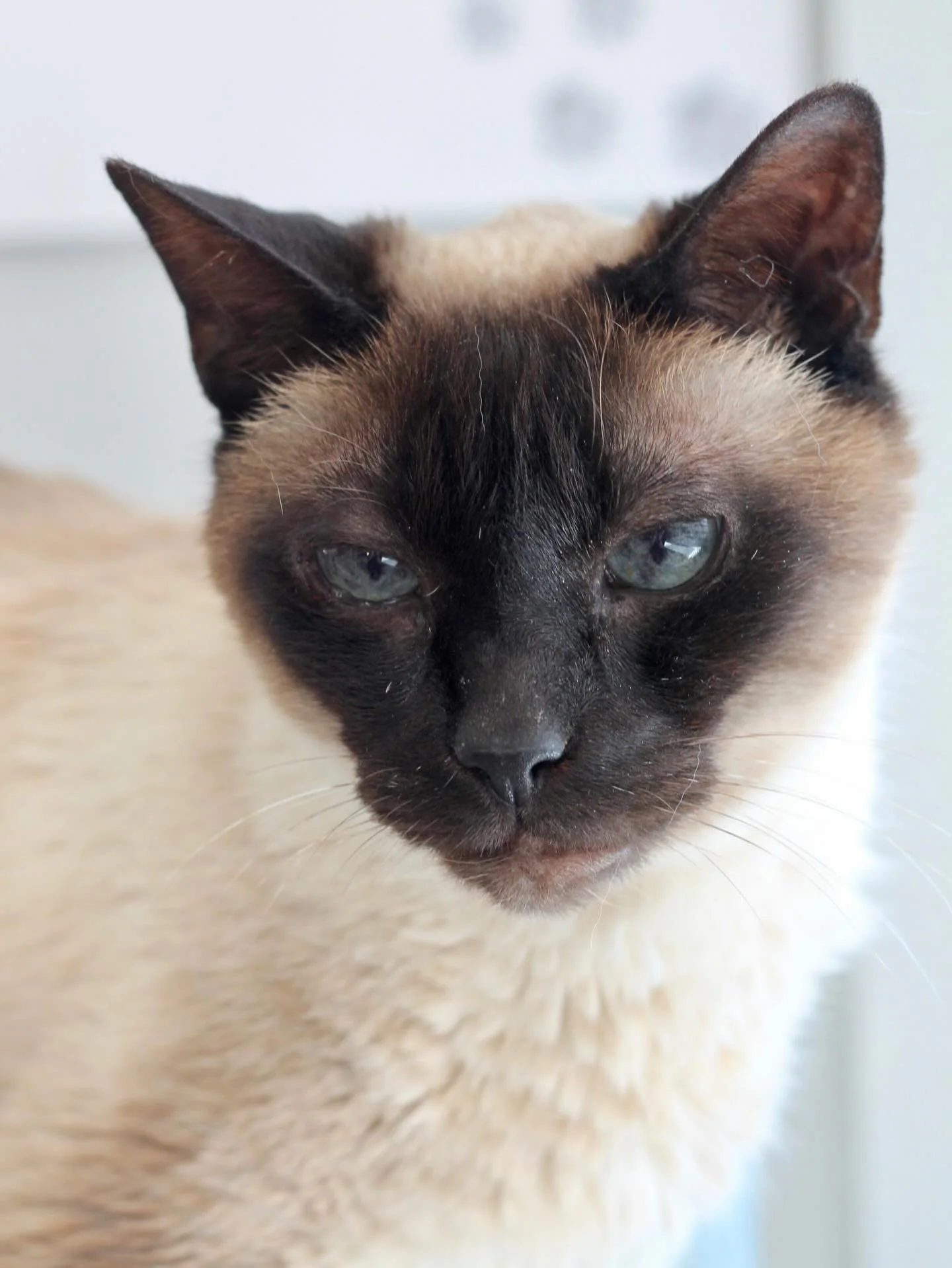 We can&rsquo;t believe it - Max has been at the cafe for one year! Max was surrendered when his owner could no longer care from him. He is a sweet 9.5 year old with kidney issues and Hypertrophic Cardiomyopathy. His conditions are managed with a spec