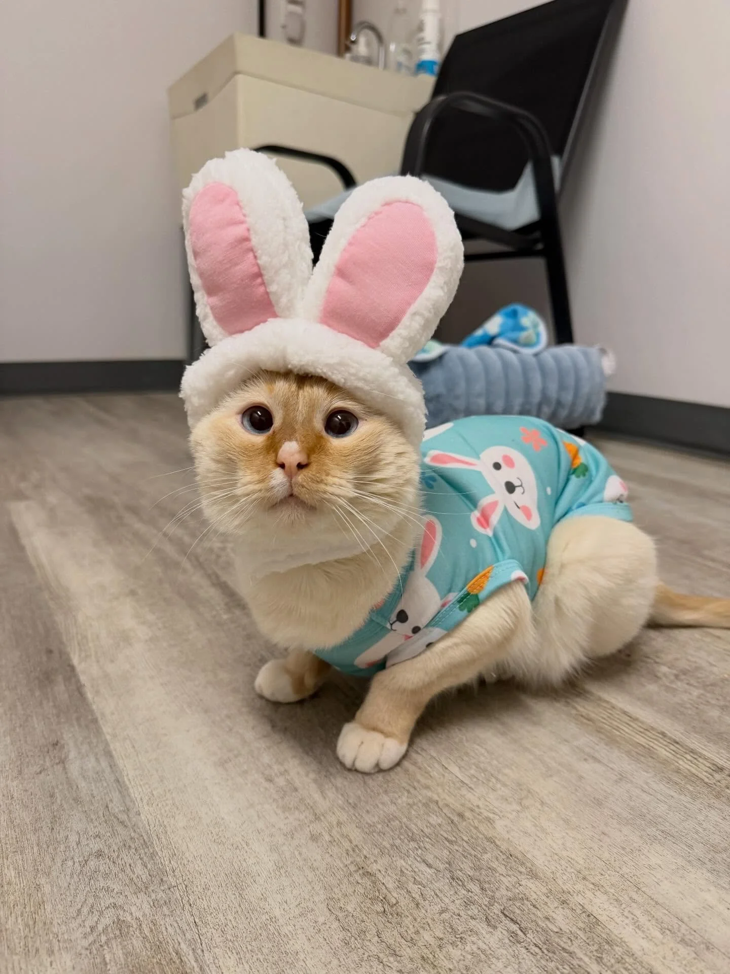 Happy Easter from Lord Briar and the gang! #nonprofit #eastercat #catcafe