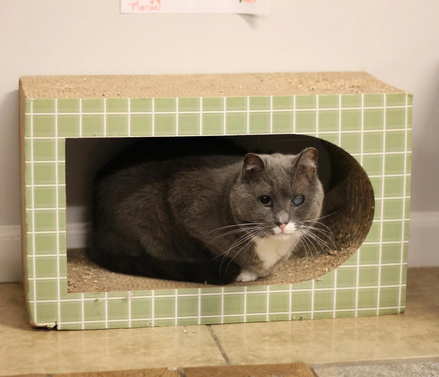 Biff continues to work on getting braver 🩶🤍 #adoptdontshop #rescuecat #kittycatcafema #kittycatcafepeabody