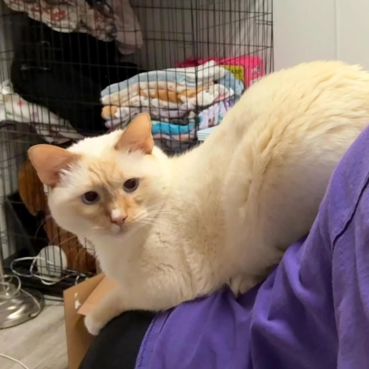 You never know what morning cleaning will bring. Today it was Lord Briar jumping on a volunteer&rsquo;s back 😻 #kittycatcafema #kittycatcafepeabody #funnycat #flamepointsiamese #catonback