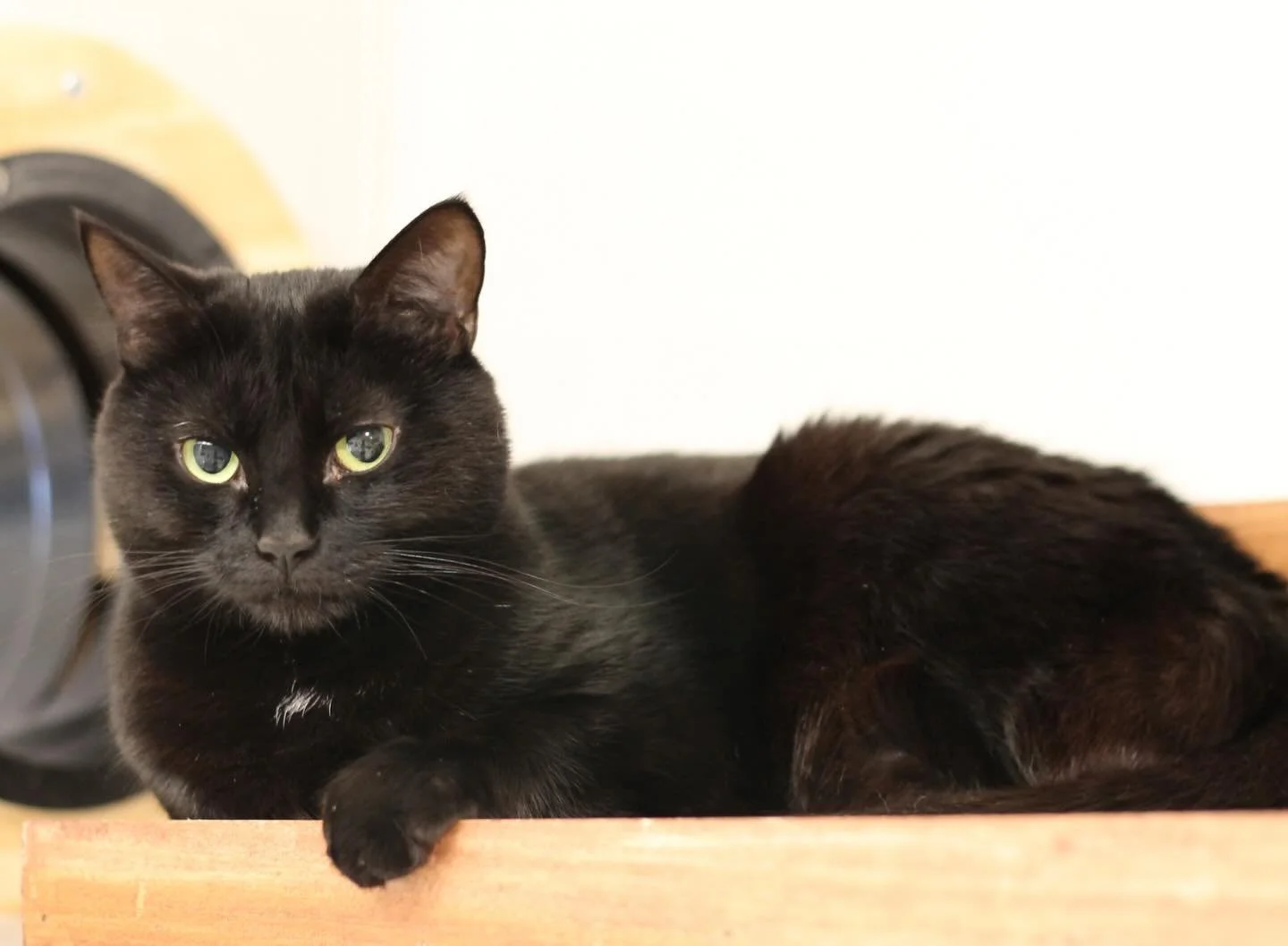 Pepper is another cat who came to us quite shy and has been making great progress! She likes to be admired by humans from a distance and loves other cats. Lately she has been going up to Chester to snuggle and get washed. 😻 #blackcatsofinstagram #ki