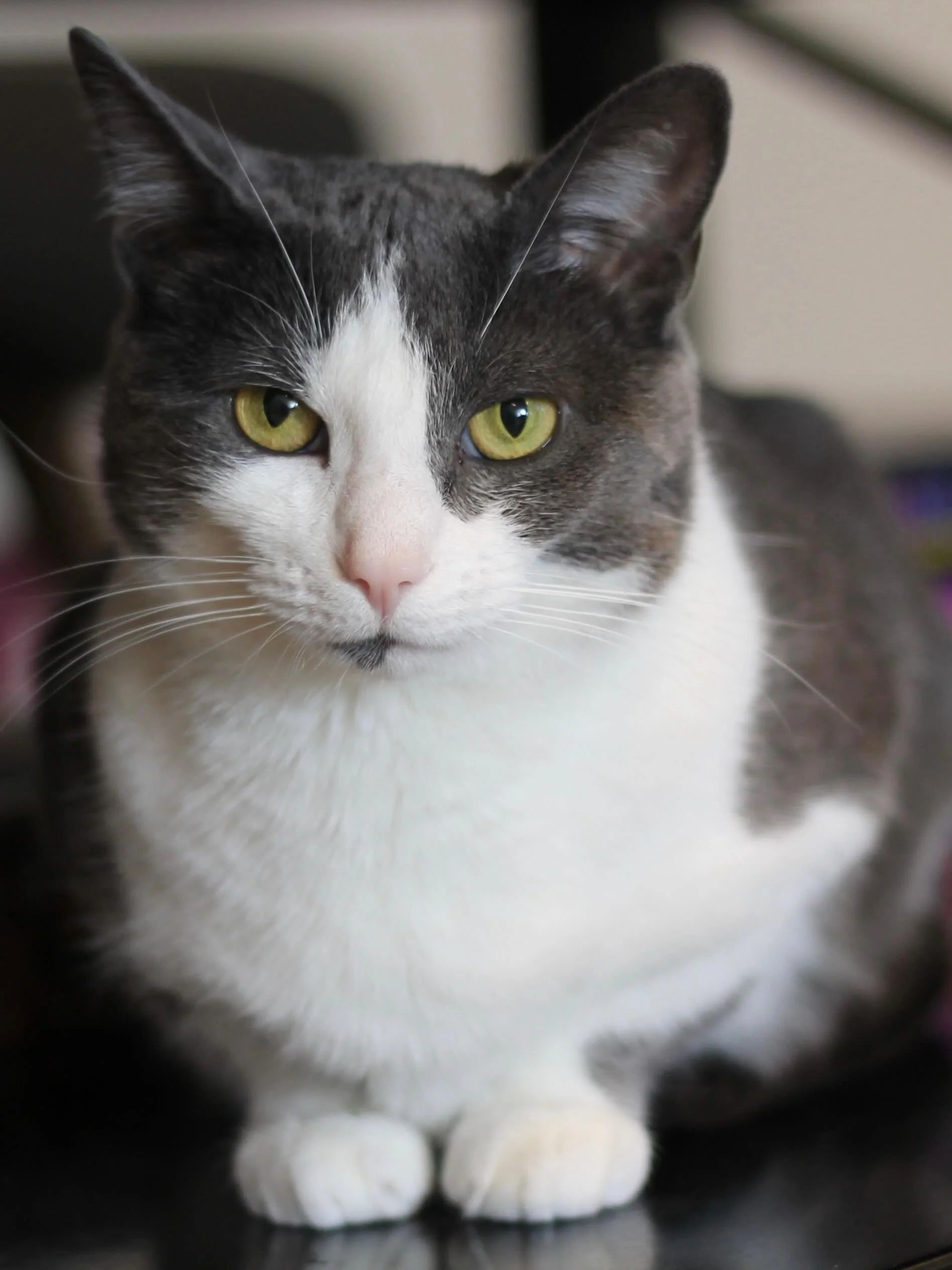 Happy Mother&rsquo;s Day, especially to the three female cats who have all had kittens and are currently at the cafe waiting to be adopted - Sam, Amber and Pepper (also Nell, who was adopted yesterday). #kittycatcafema #kittycatcafepeabody #momcats