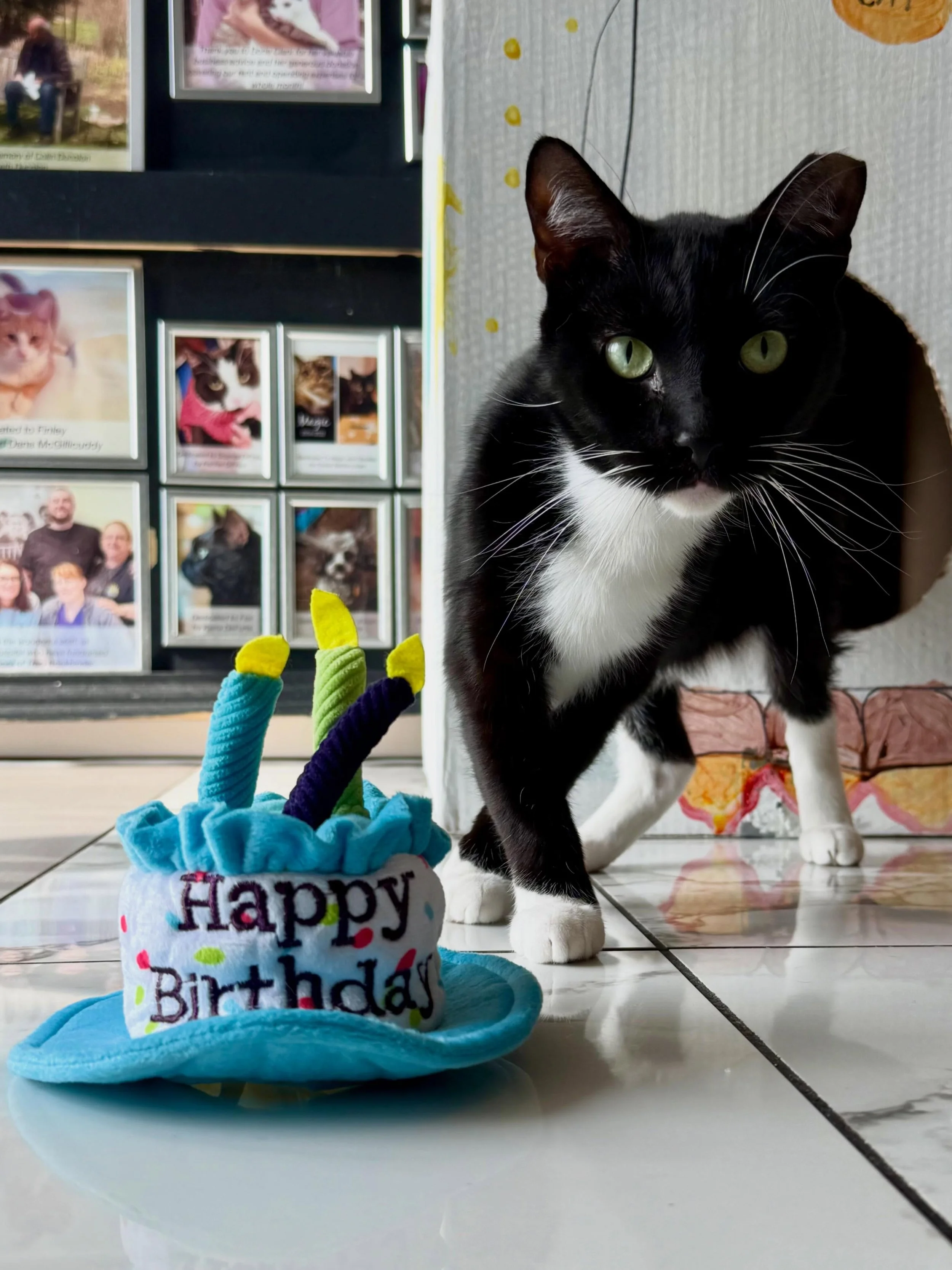 Happy 3rd birthday, Monty! 🎉 He was rescued as a stray by @pals_animal_life_savers about a year ago. Monty is a fun, sweet, friendly and playful cat. He is often the &ldquo;comfort cat&rdquo; to new cats who come in. Some of Monty&rsquo;s favorite t