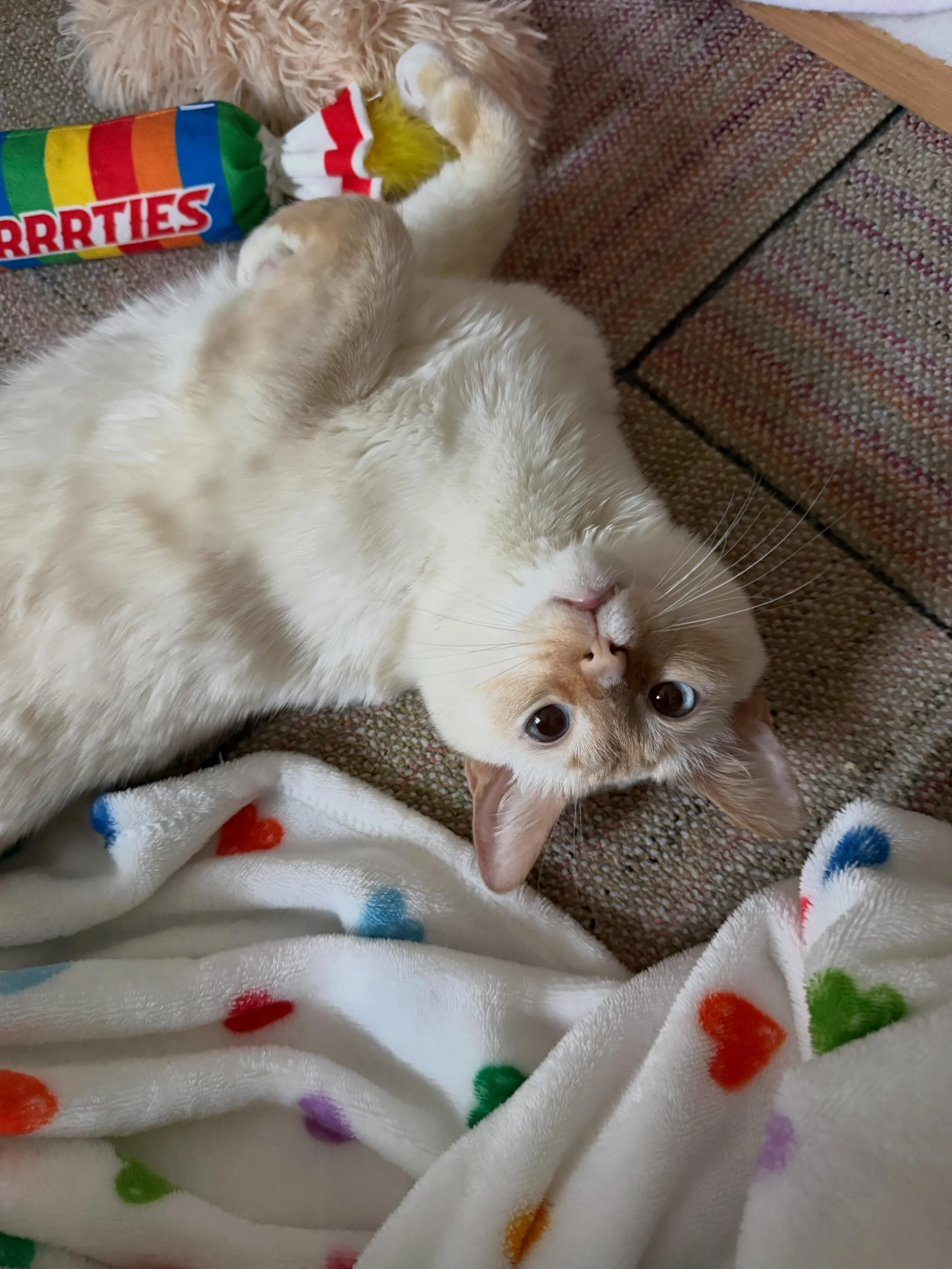 After 10 months at the cafe, Lord Briar is in his furrever home! He&rsquo;s already exploring, playing, and working on even cuter poses. 

Many thanks go out to his fan club of supporters who helped us address his severe intestinal issues by funding 