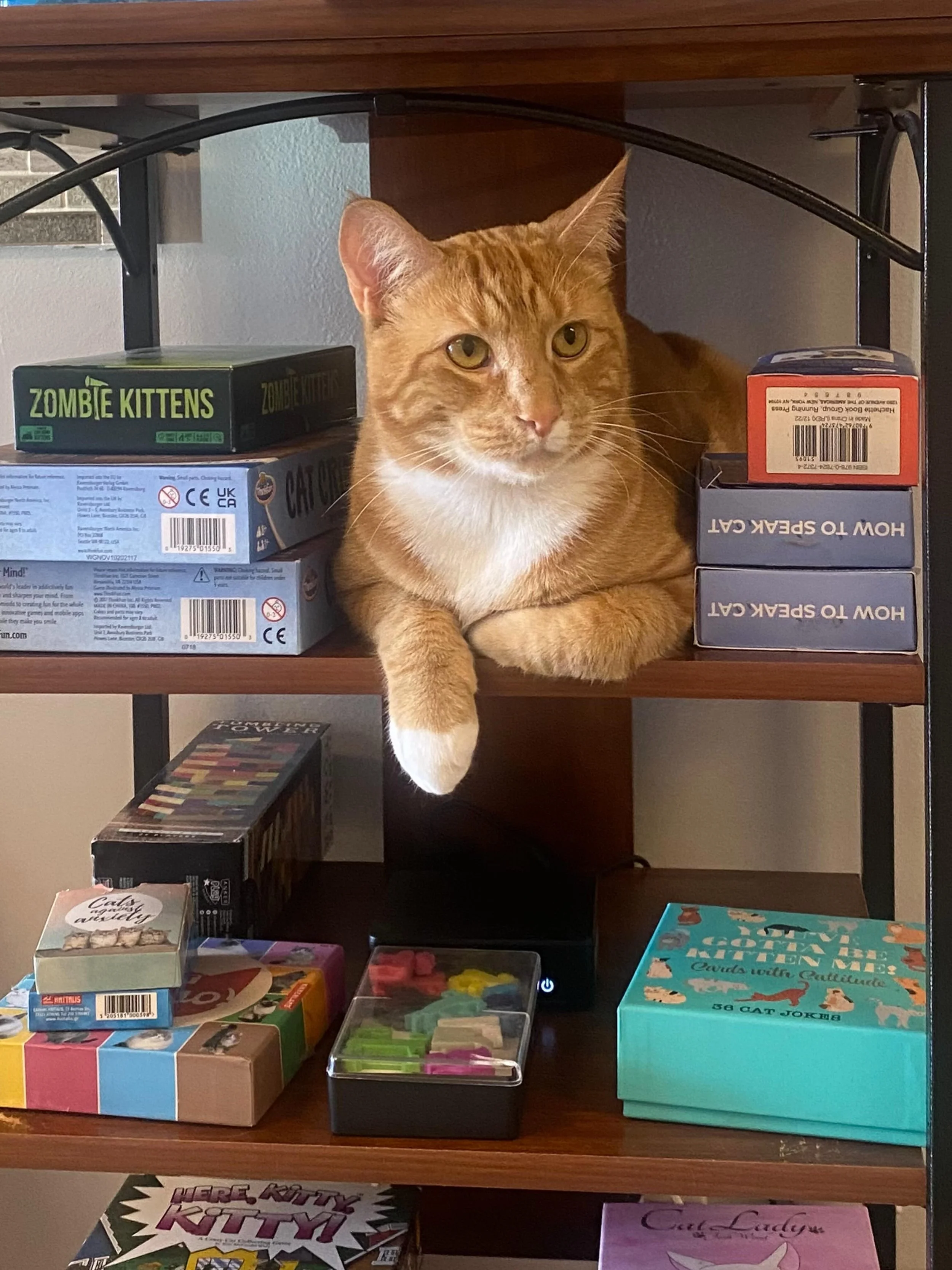 Our monthly MEWSLETTER drops at 5pm today and includes: 

🦁 The orange cat invasion that has brought extra catitude to our cafe. 

🐈 Updates on how our alum like Amelia are doing in their furr-ever homes.

😻 The adoption journey of Lord Briar who 