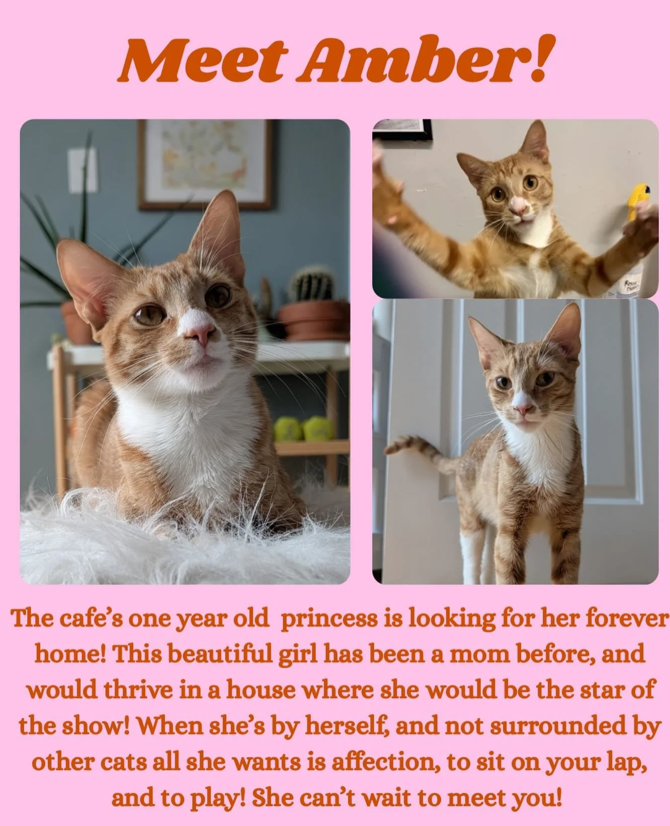 Introducing Amber! This gorgeous young cat is looking for her fur-ever home! Please message us if you&rsquo;re interested in meeting her! 🐈🧡

#adopt #adoptdontshop #cats #massachusetts #catcafe