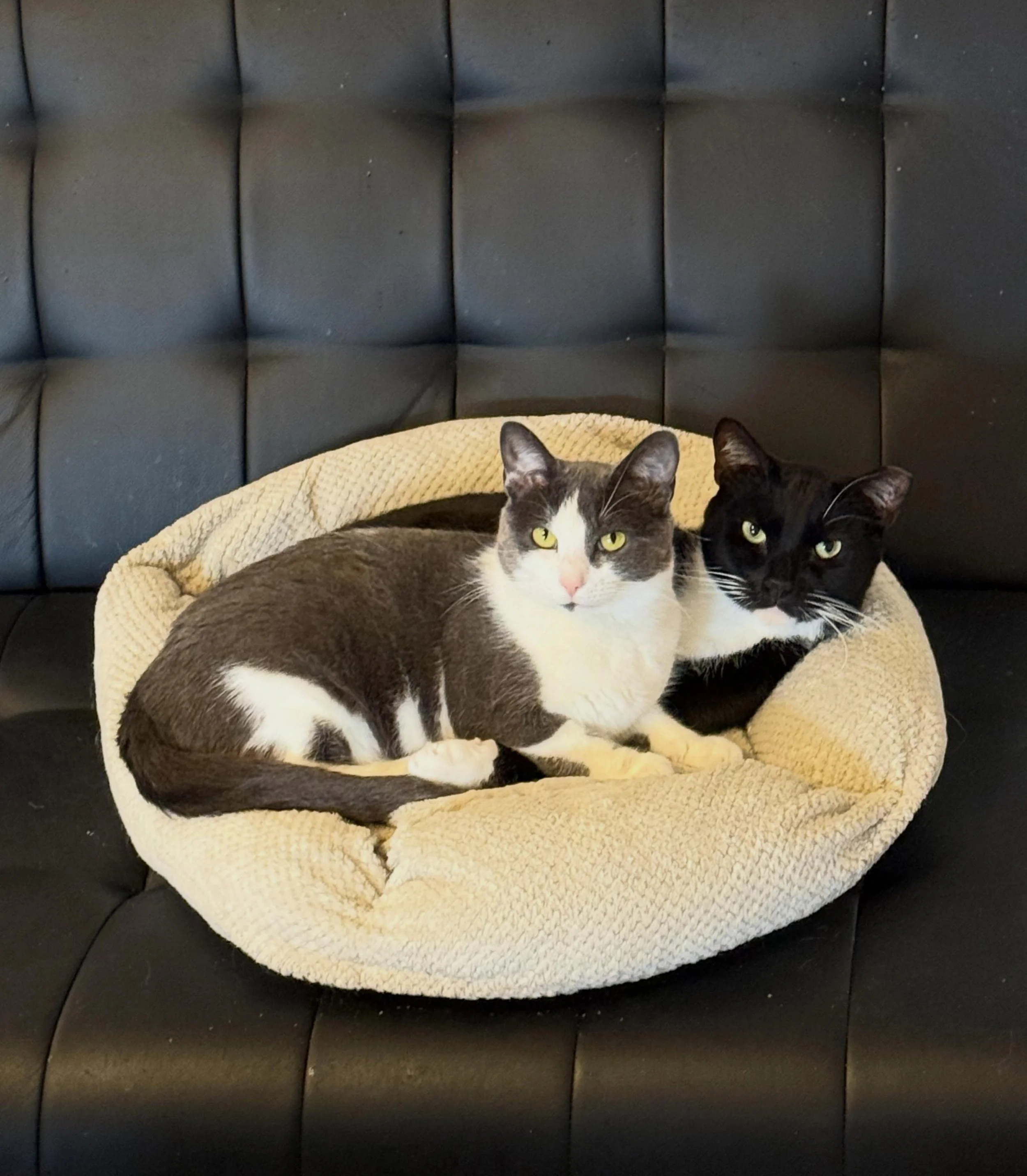 Sam and Monty snuggling 😻 it never fails to melt our hearts. #catscuddling #kittycatcafema #kittycatcafepeabody #cutecats #catbesties