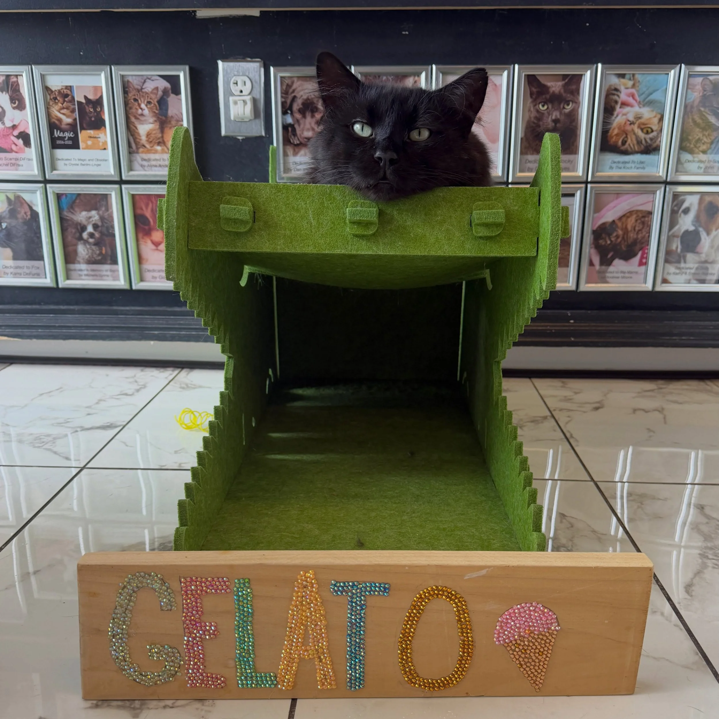 Our cats love when kids create art to honor them!  Stella, a middle school student, presented Gelato with his own bedazzled sign.  He is so proud!  Gelato heads to his fur-ever home next week ✨💕

#catart #blackcats #peabodyma #kittycatcafema