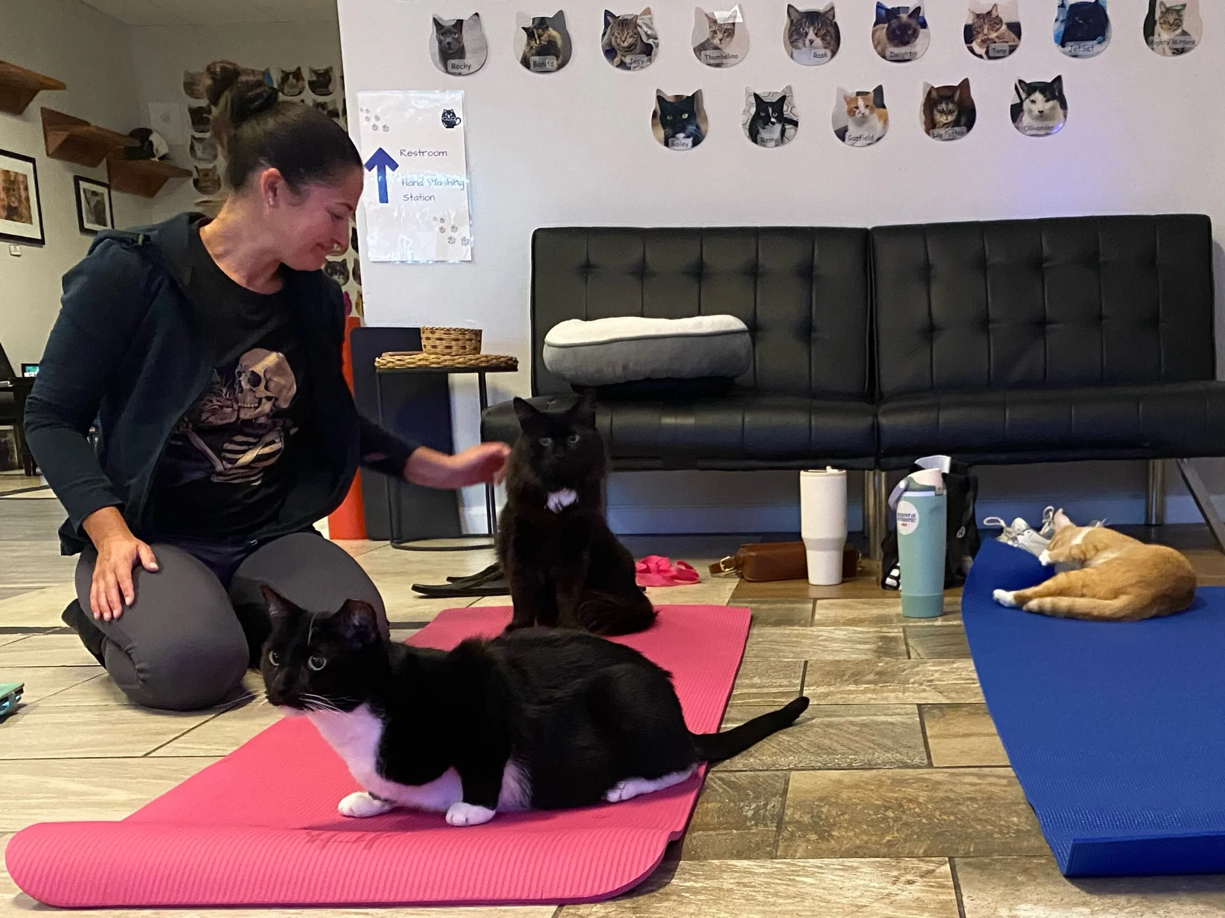 Yoga with cats?! Sometimes you get to do a downward dog. Sometimes they take your mat. Whether you&rsquo;re in cat or cow pose, just remember to breathe and purr&hellip;

Yoga with Cats on Sunday, Sept 27 and Oct 4 and 18. 

#nonprofit #catcafe #peab