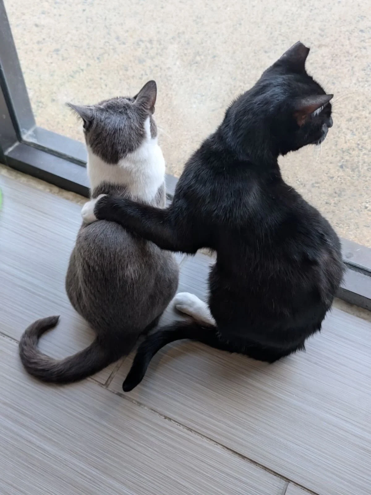 Sam and Monty headline our monthly MEWSLETTER that drops at 5pm today.  This pair bonded at the cafe and get adopted in a couple of weeks 💕 And yes, the photo is real! 

We&rsquo;re also posting October dates including Sound Bath, Yoga, and our new 