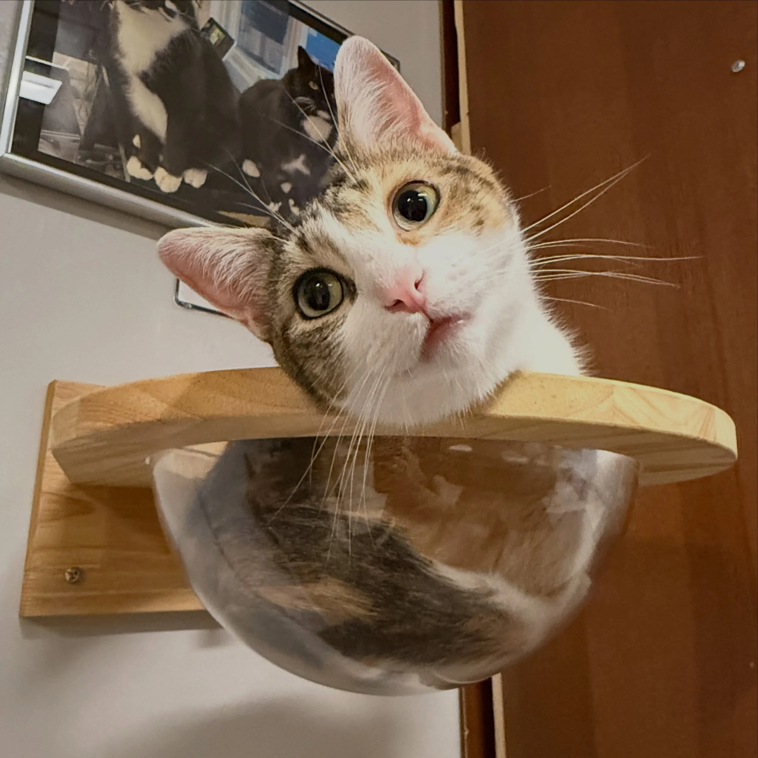 Instagram: a purrfect photo of Beanie looking precious in the bowl shelf. 😻
Reality: taking 80 photos of Beanie moving in said bowl shelf, hoping one photo turns out okay.

#calicocat #catsofinstagram #kittycatcafema #kittycatcafepeabody