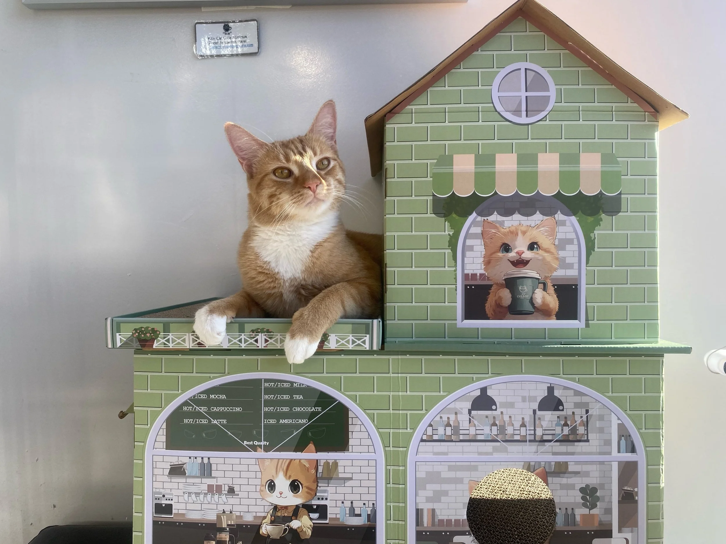 Weekend Washout wrecked your plans?  No need to fret when Kerry&rsquo;s in the house 🏠 

We&rsquo;ve got a couple spots open this Saturday at 10am and 5pm&hellip;.or treat yourself and a friend to Yoga with Cats this Sunday at 9:30 (3 openings)🧘&zw