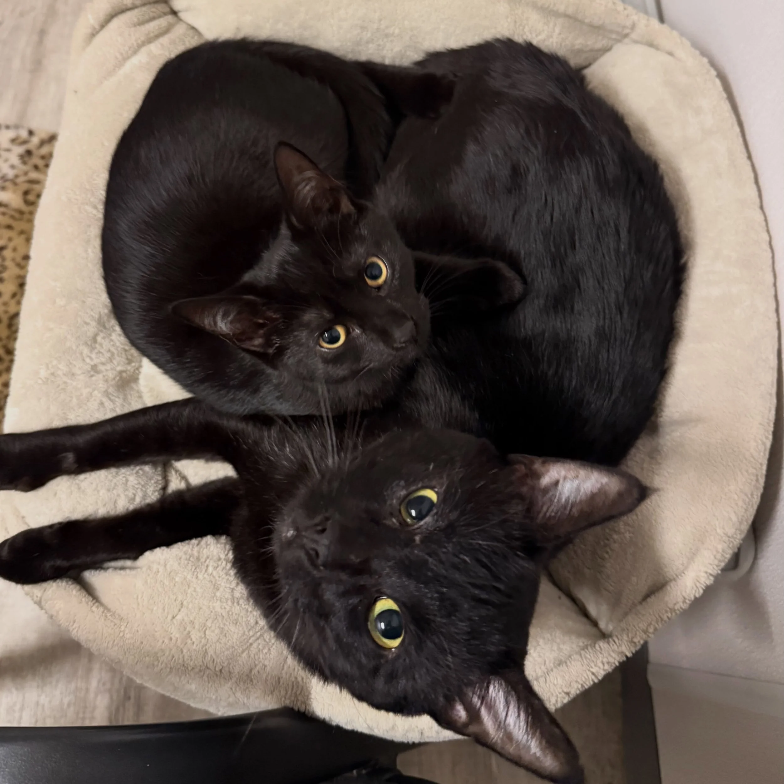 A love story to brighten your soggy day 💕. 

Tribble, a super sweet 2 yo with FIV arrived last week from @pawswakefield &hellip;.but something was missing.  He had been in a foster home with a 5 month old kitten named Davina and she was sad without 