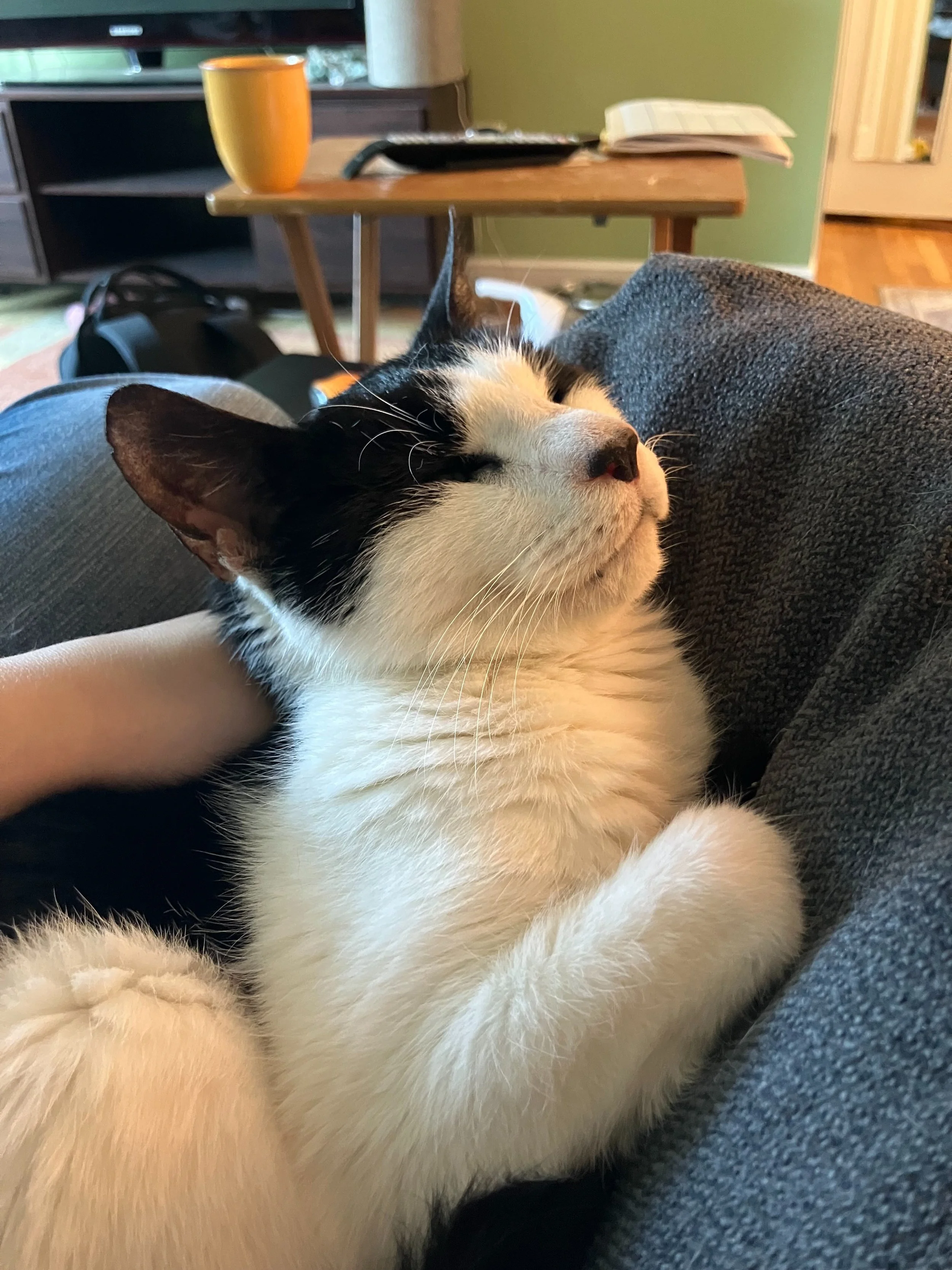 Throwback Purrsday: Can you believe our OG alum Moonbeam turns 15 today? 🎂😻

Beam has become a professional cuddler and laptop stealer in his new home.  His human reports that he has been doing especially well since he had his radiation therapy for