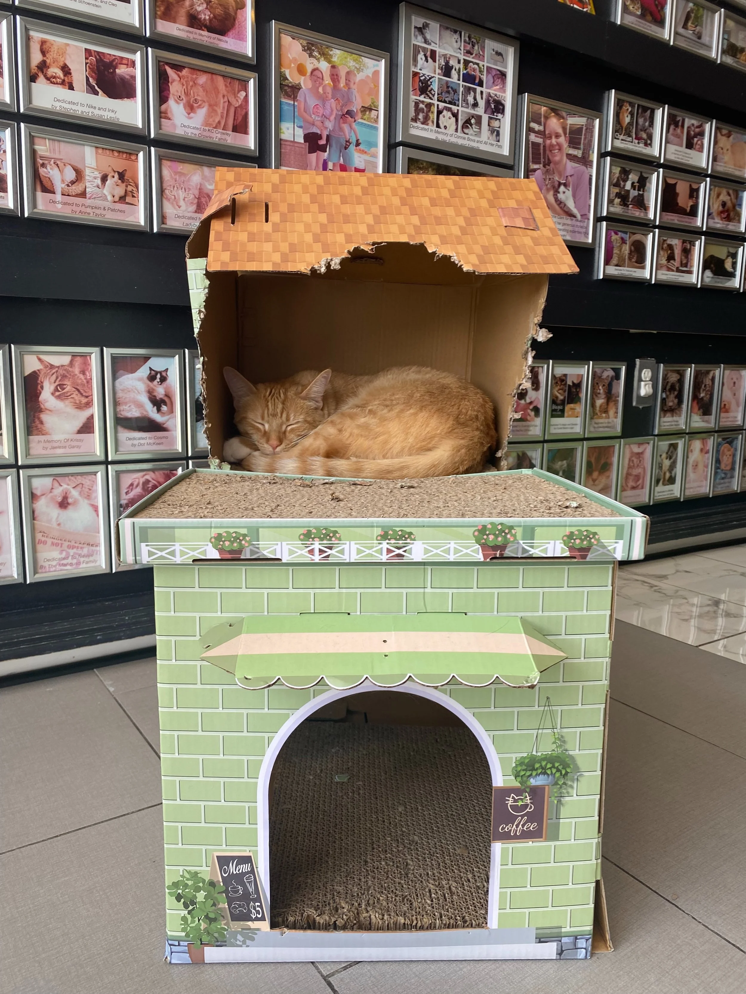 HGTV meets KCC:  Kerry has spent the last two weeks gnawing her way through her special remodeling project.  Swipe to see the before and after photos.  We think she is aiming for an open floor plan with a retractable roof 😹🏠🛠️

Kerry heads to her 