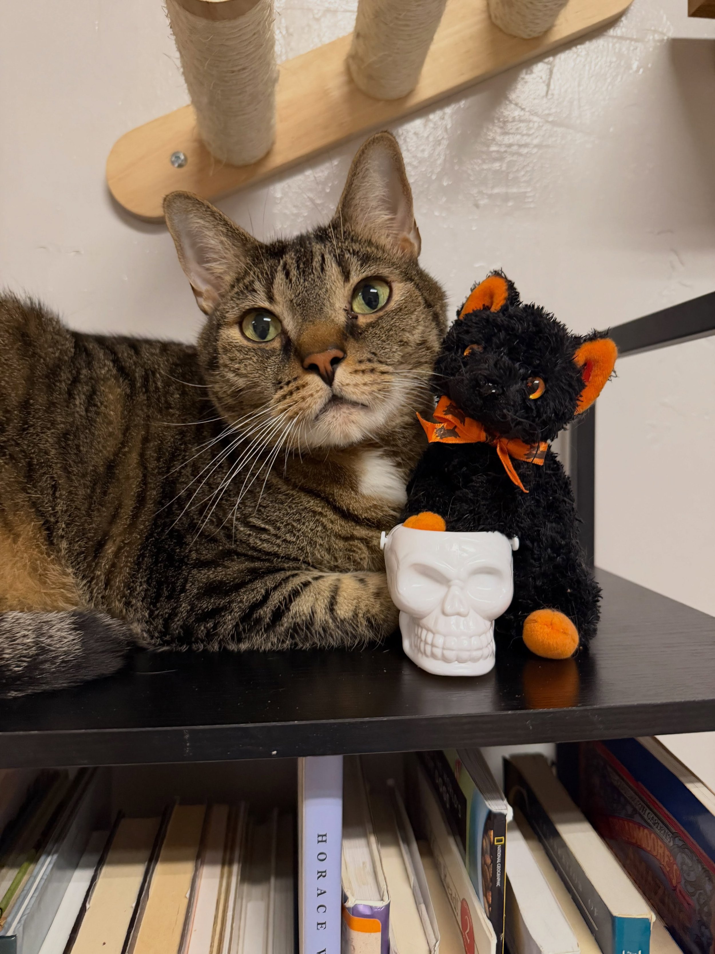 Sophia, our volunteer, has been adding xtra spooky touches to our cafe 👻. Obie, Mr. Darcy, and the gang are loving the props and festivities 🥳 

Please come tell them how scary they look 😹

#spookycats #catcafe #salemma #kittycatcafepeabody #rescu