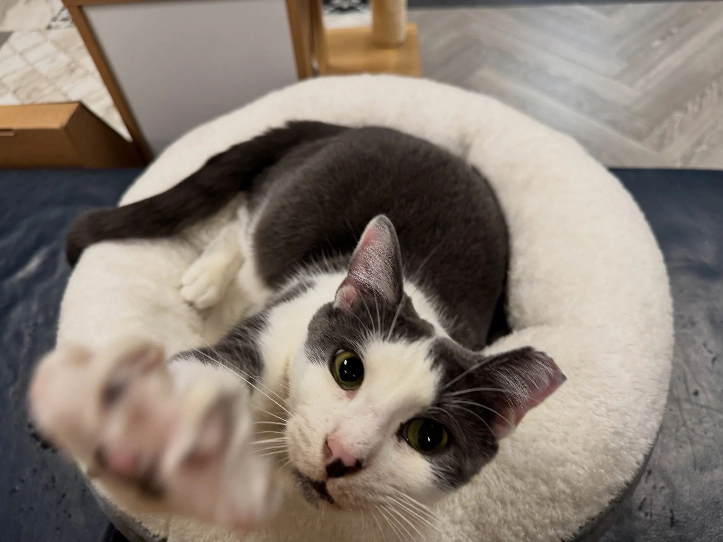 Our MEWSLETTER 📰 drops at 5pm today and features&hellip;

😻 Mr. Darcy announcing the posting of November time slots including events like Yoga, Sound Bath, and Open Studio Arts and Crafts.

🐾 Updates on how KCC alumni like lobster twins Bruno and 