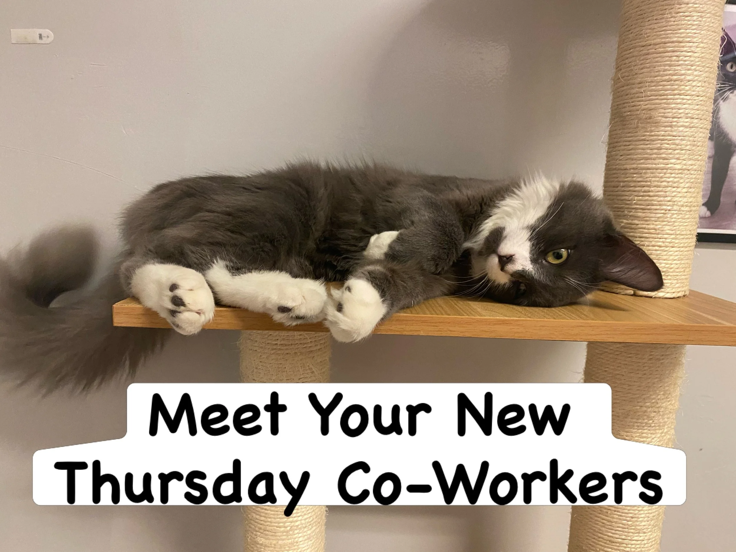 Tail Thumping Thursdays cost $28 and  include 5 hours with the cats, free drinks, excellent internet, and unlimited snuggles 🥰 

&hellip;.and our whiskered co-workers like Everest and Obie don&rsquo;t schedule unnecessary meetings 🐾

#workwithcats 