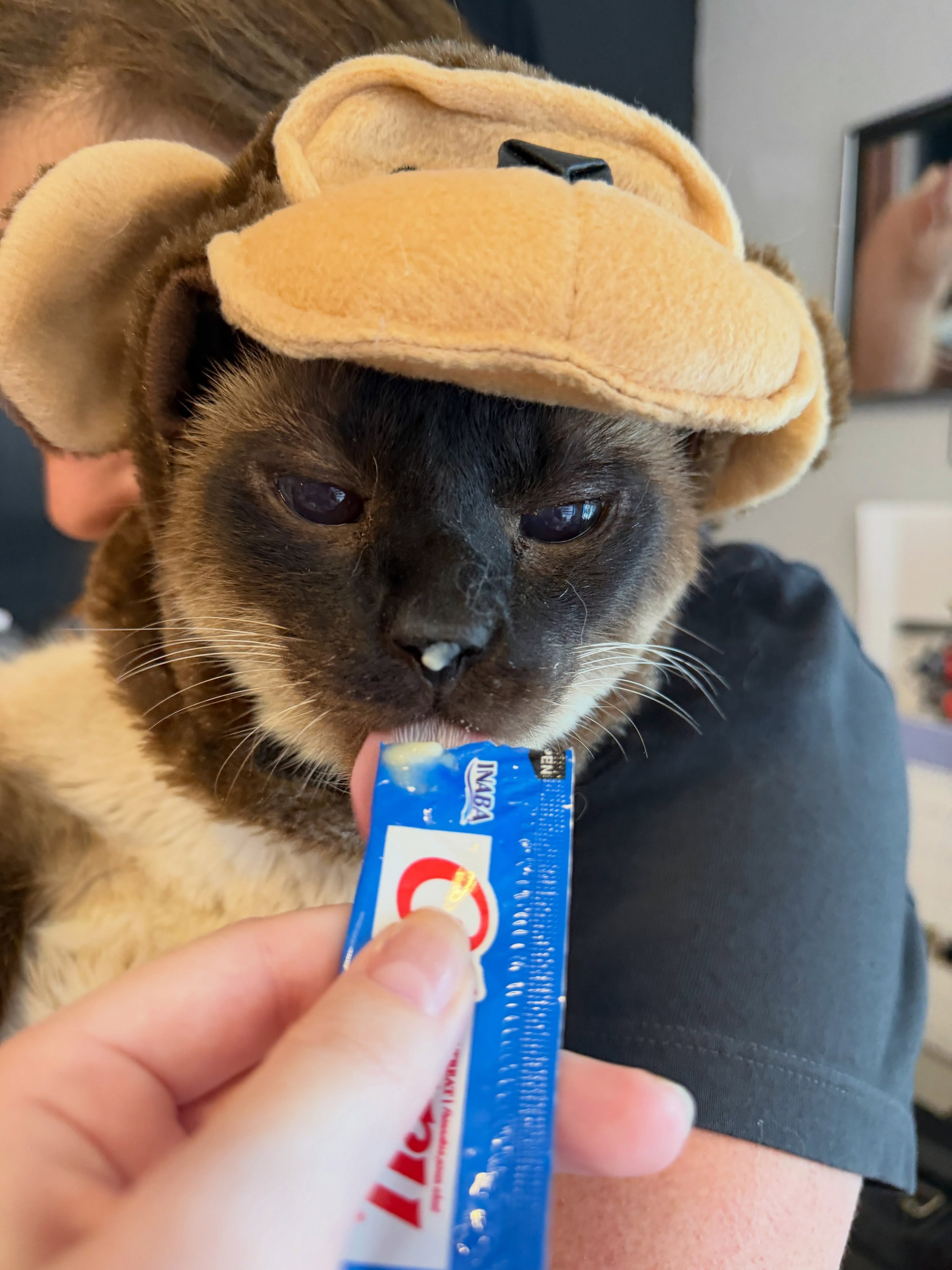 Max takes Halloween seriously and never monkeys around when trick or treating 😹👻🦁

He can&rsquo;t wait for you to give him even more Churu @inaba_northamerica 

#catsincostumes #siamesecatsofinstagram #seniorcatsrule #kittycatcafema peabodyma