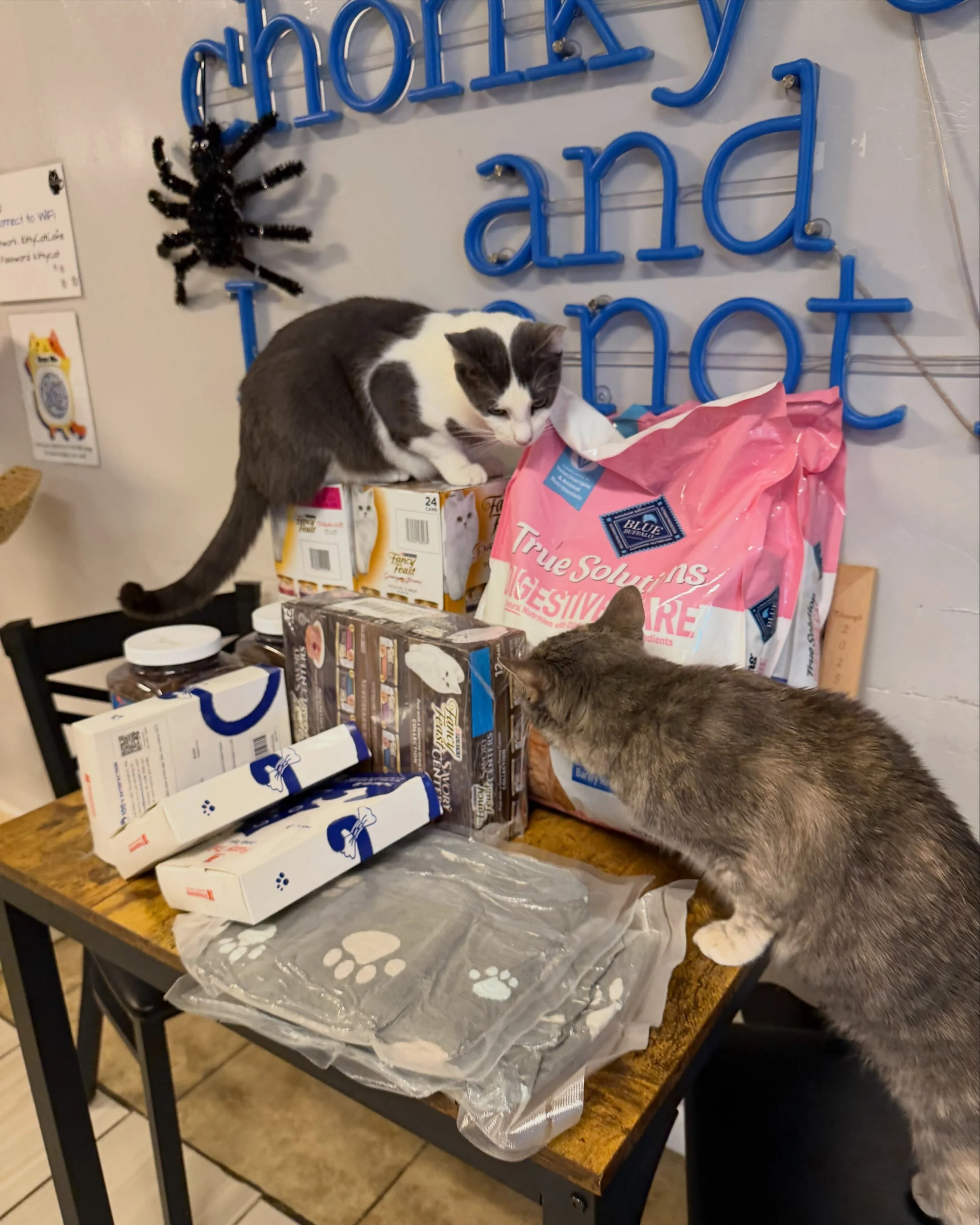 Our cats love inspecting and organizing the donations from our Amazon Wish List 🥳. Thank you to Michelle, Monica, Luanne, and Leanne for this delivery of food, treats, catnip toys, and blankets!  Mr. Darcy also wants to thank the special person who 