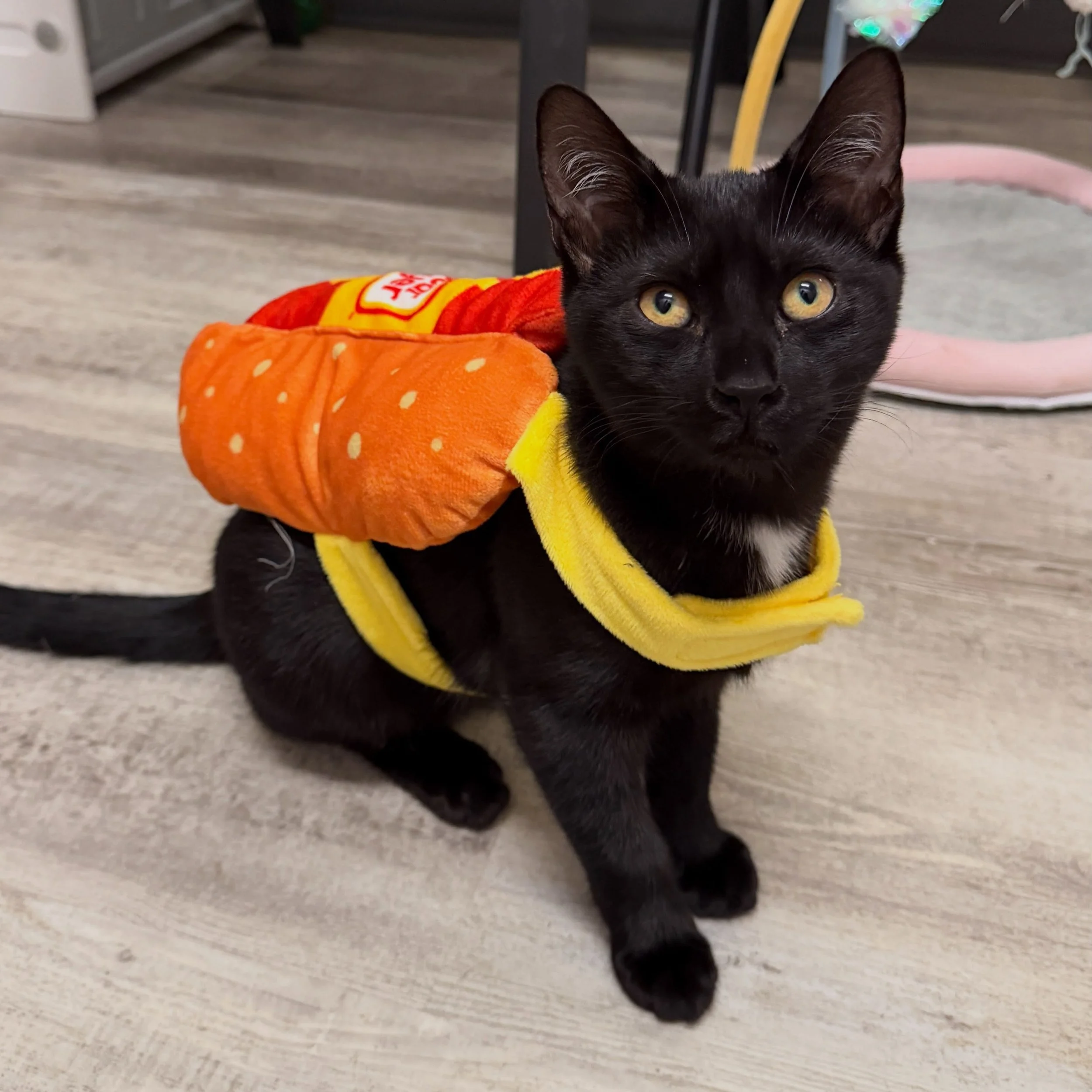 Davina is up next in our Halloween costume parade 🥳🥸

Cora and Uri spent an hour trying to come up with a good pun to go with Davina&rsquo;s cute pic but we couldn&rsquo;t think outside the bun.  Do you have any pun suggestions?