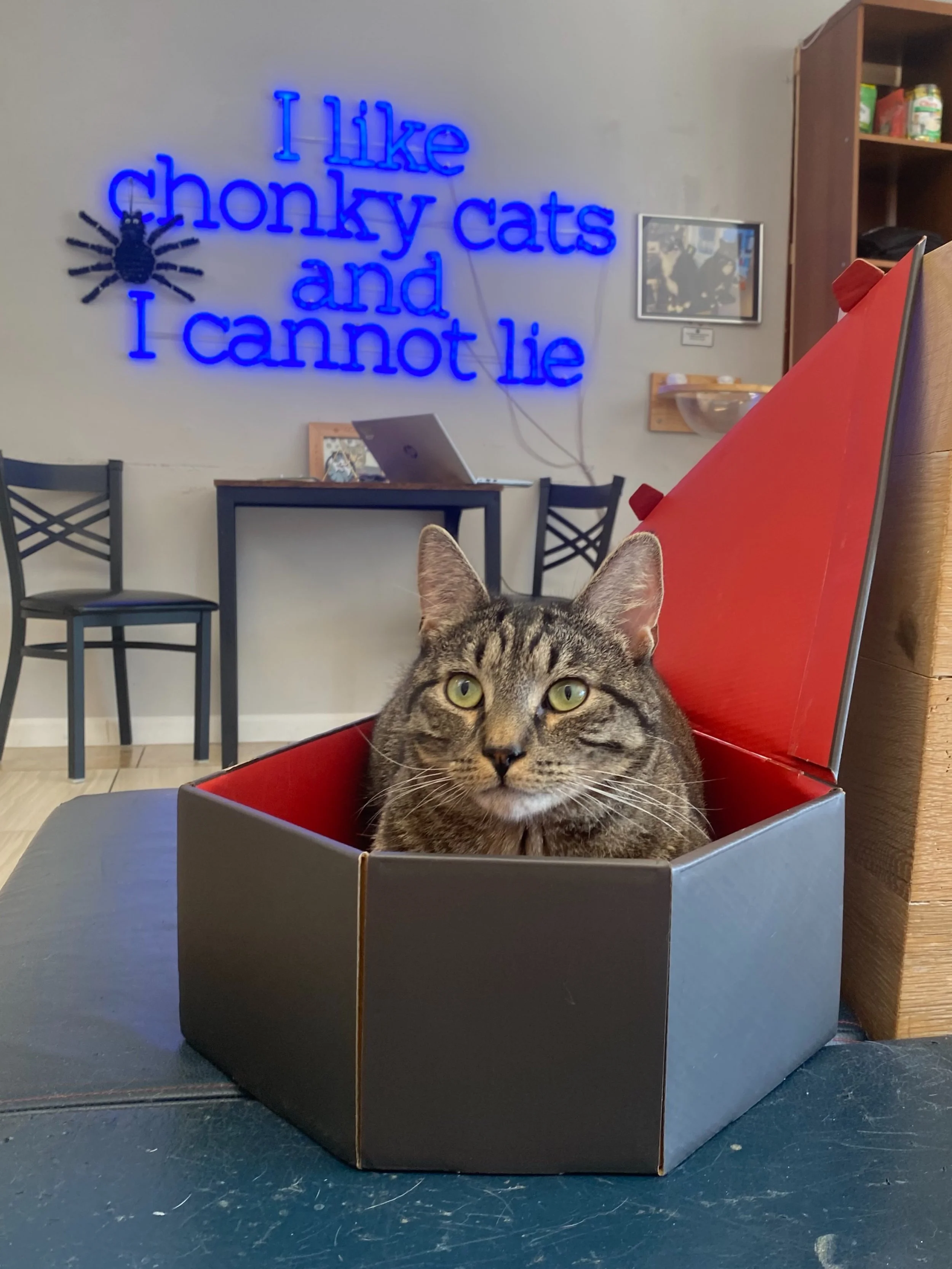 Count Buster invites you to join him in his coffin&hellip;.or at least give him scritches 🧛

#halloweencats #kittycatcafepeabody #salemma #catcafe #peabodyma
