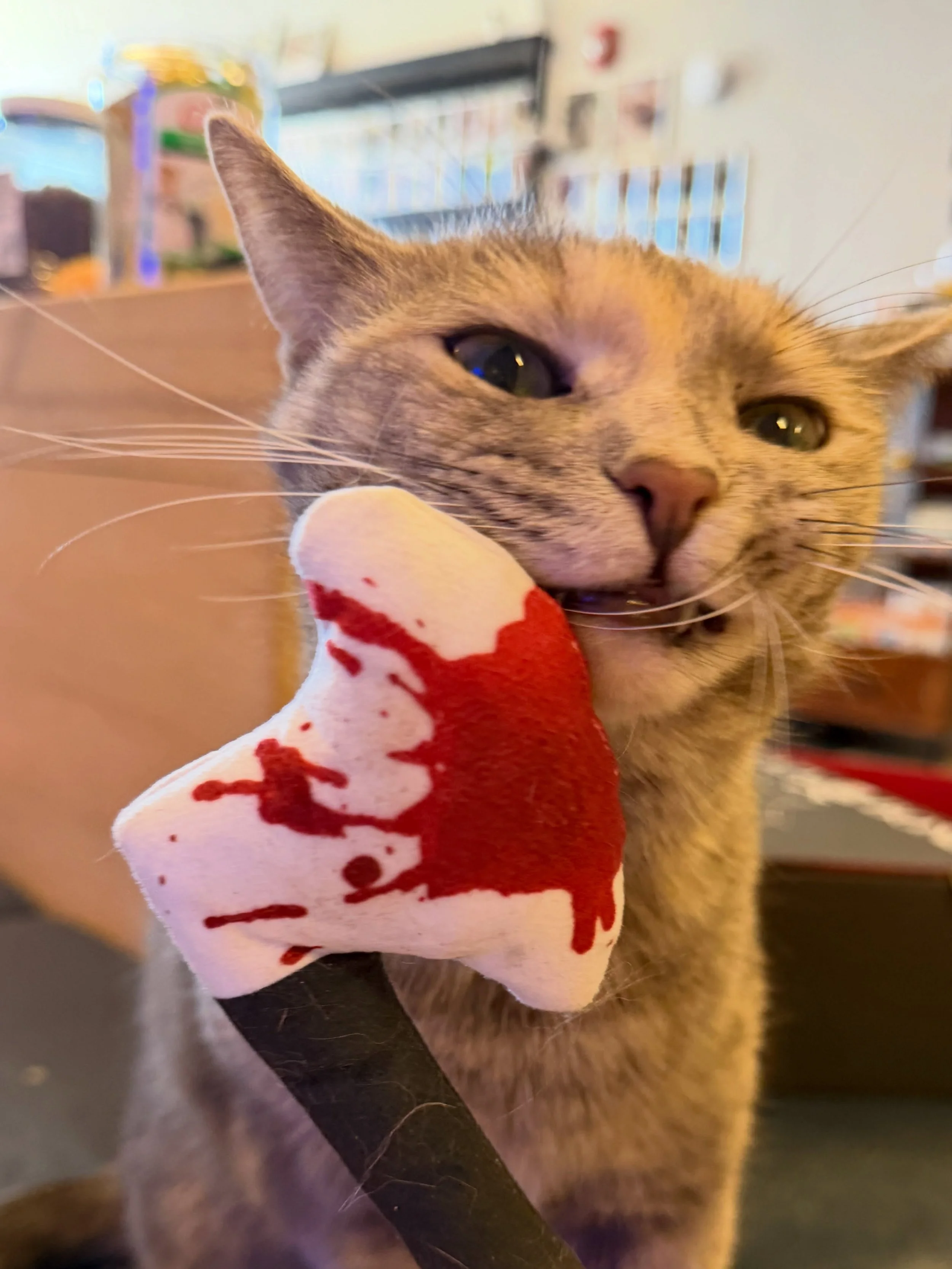 We still don&rsquo;t know how our sweet innocent 😇 kitties broke into our computer and ordered these catnip toys 🤦&zwj;♂️

#scarycats #kittycatcafepeabody #salemma #catcafe