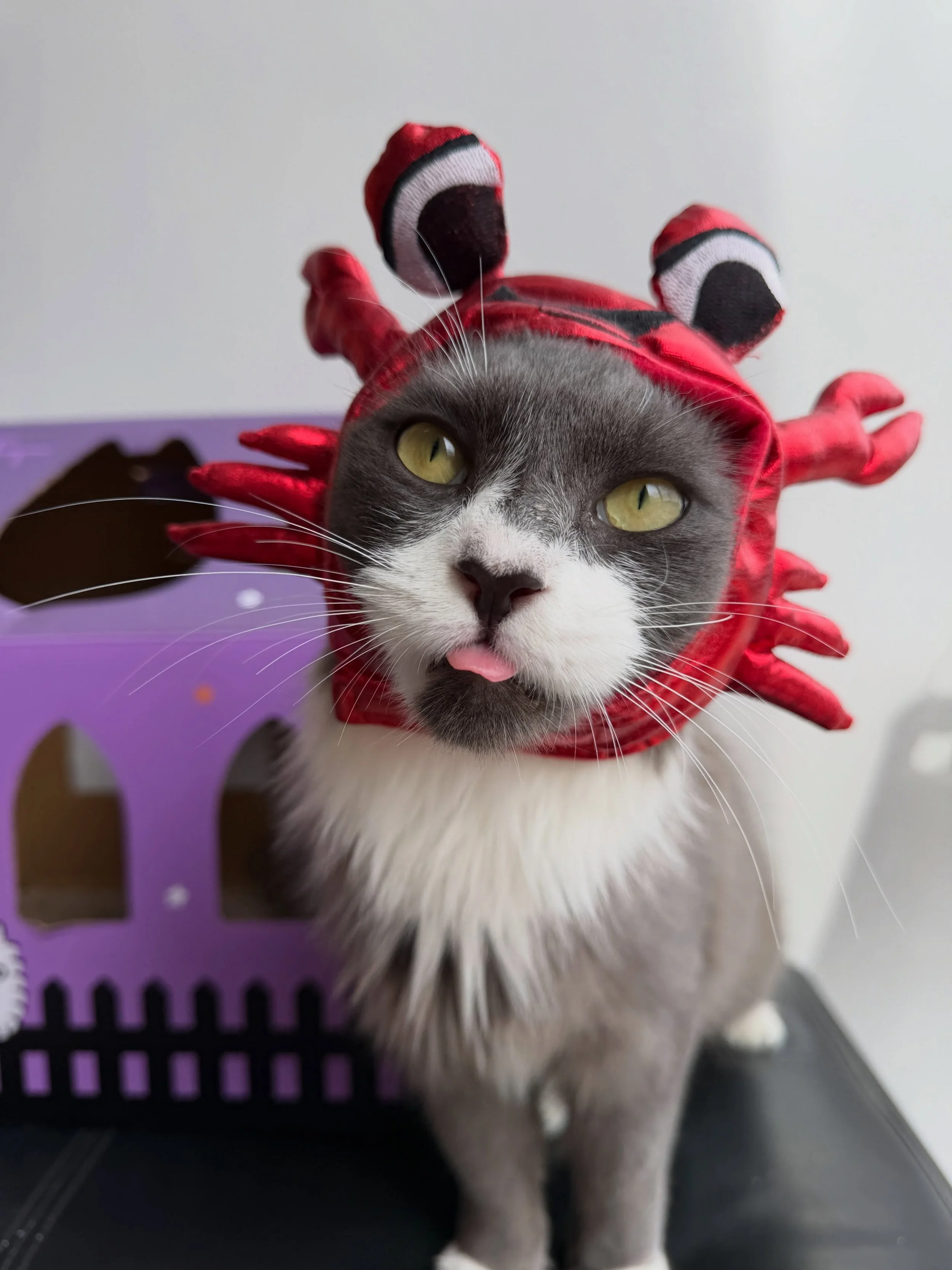 Everest isn&rsquo;t a bit crabby about wearing costumes as long as there&rsquo;s a Churu involved. Bring on the treats and he won&rsquo;t pull any tricks.
