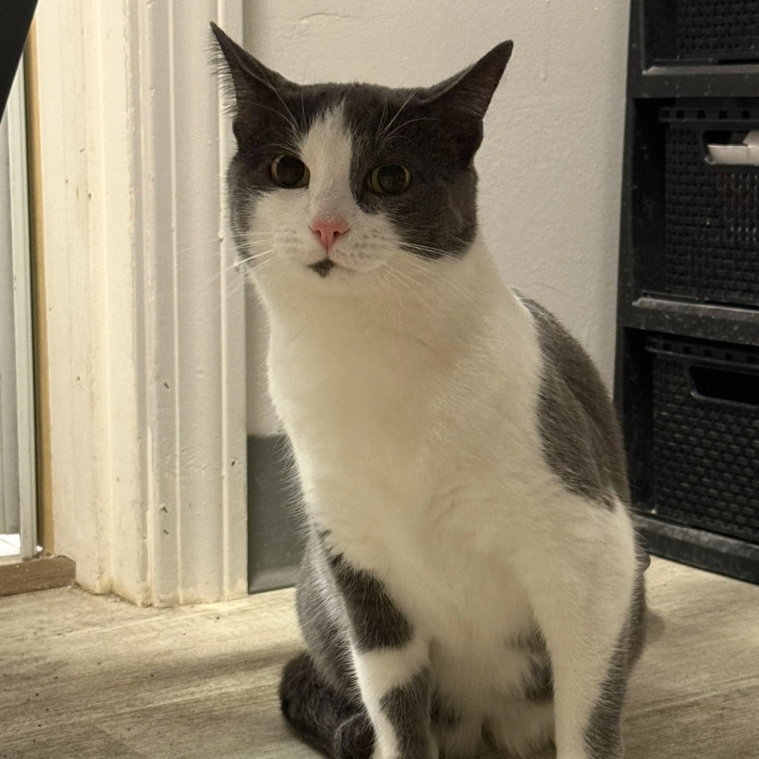A gray and white cat sitting on a wooden floor near a doorframe.