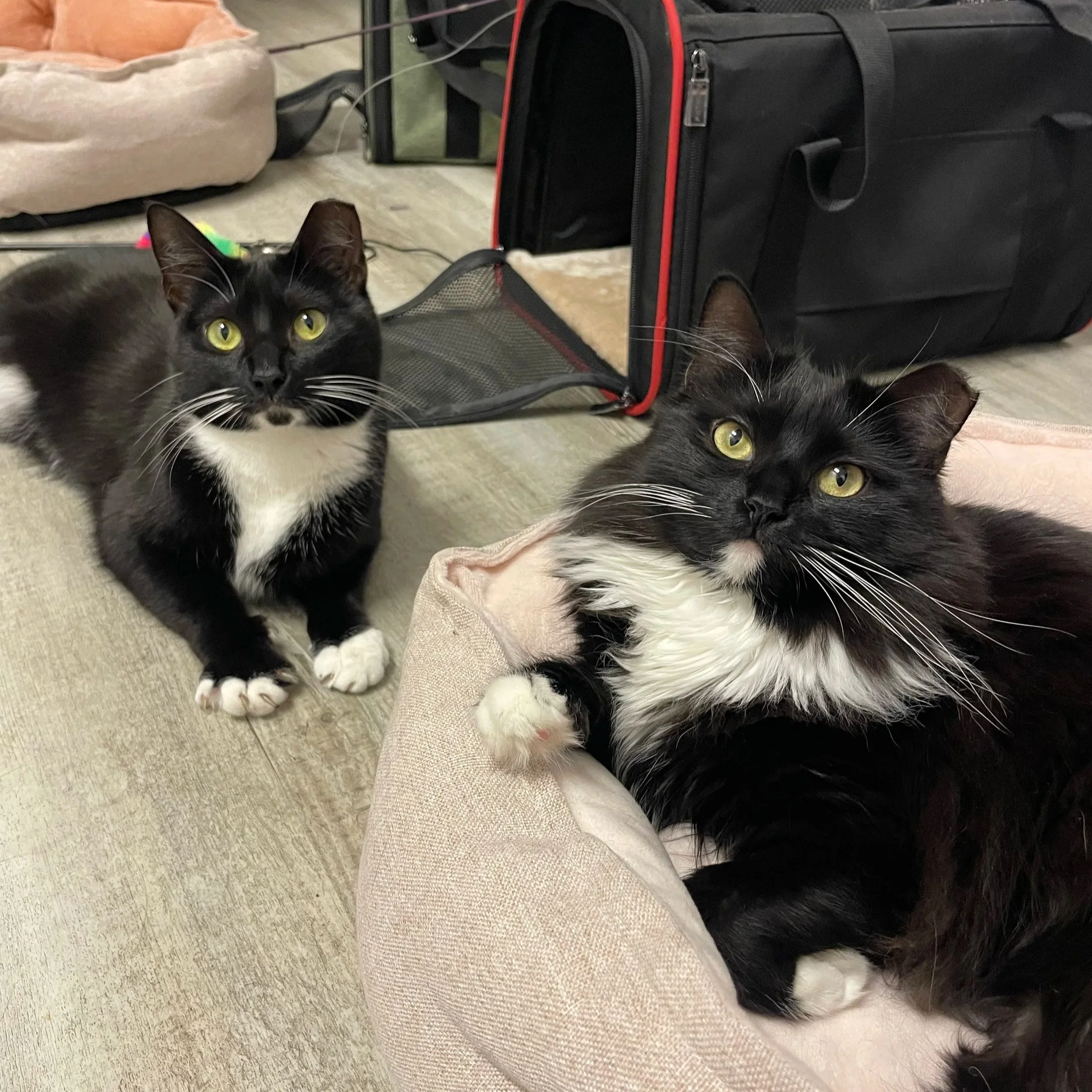 Two black and white cats with yellow eyes in a room with a suitcase, pet carrier, and pet bed.
