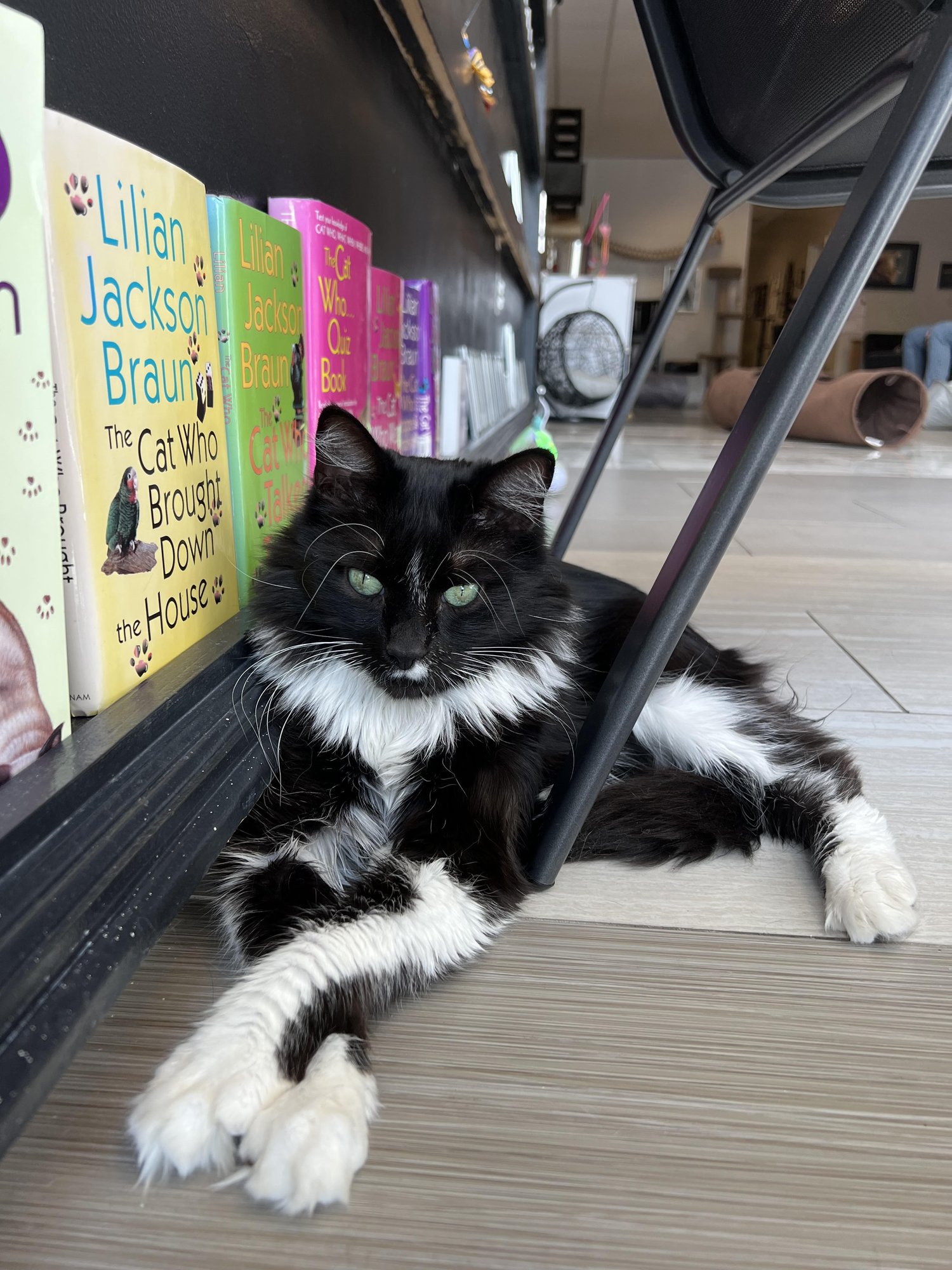 Kitty Cat Cafe (@kittycatcafema) • Instagram photos and videos