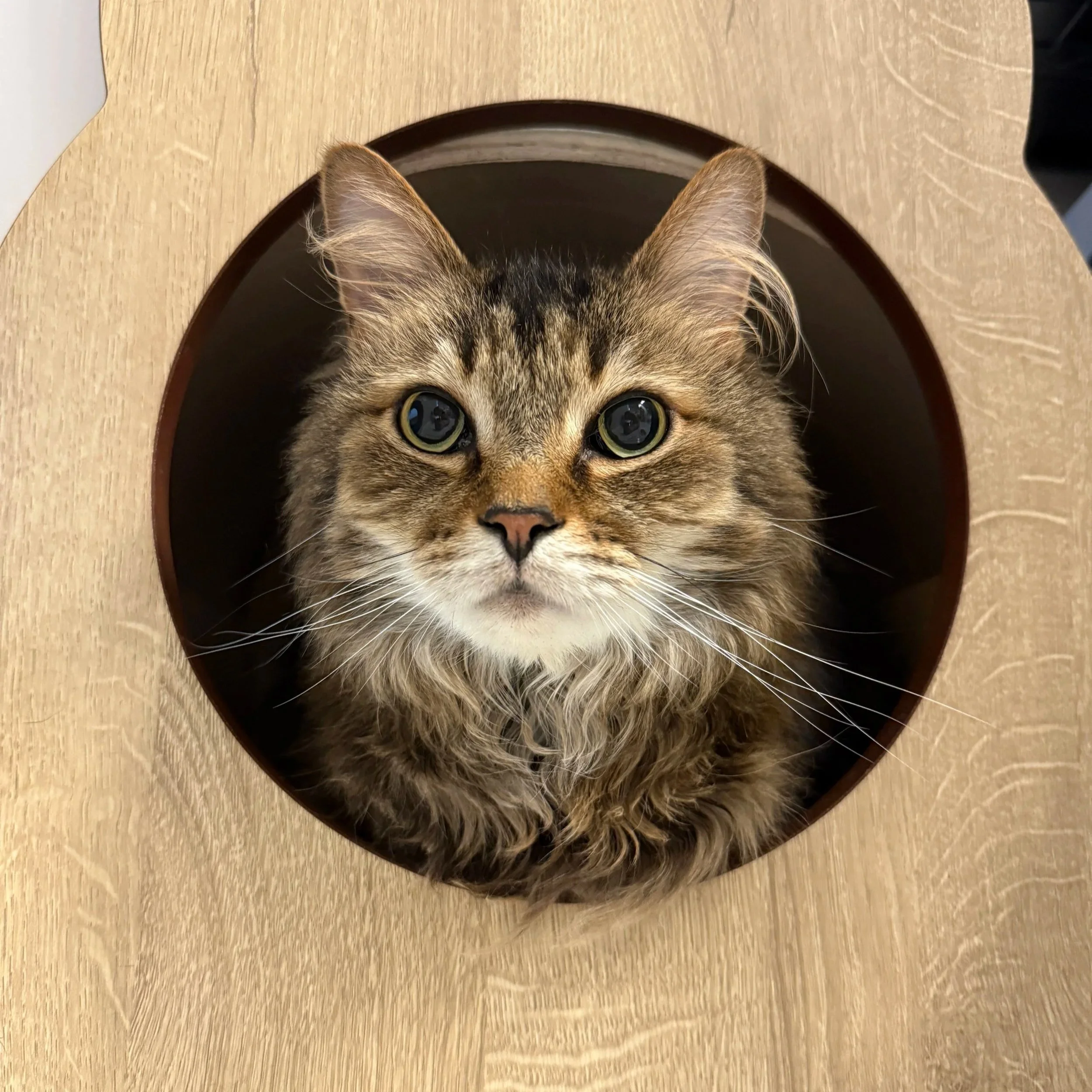 Grainy brown tabby cat with green eyes looking up, sitting in a circular hole of a light wood surface.