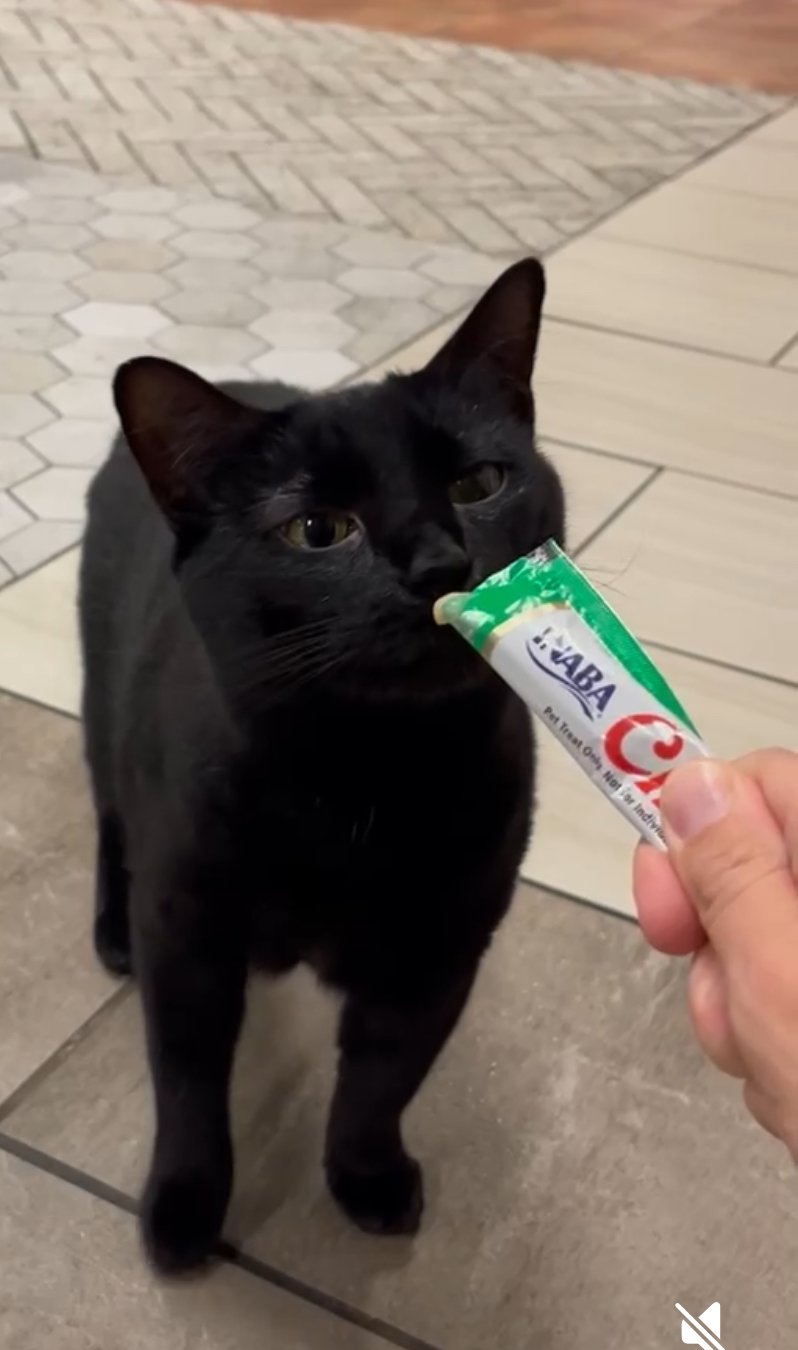 A black cat with yellow eyes lying down on a carpet.