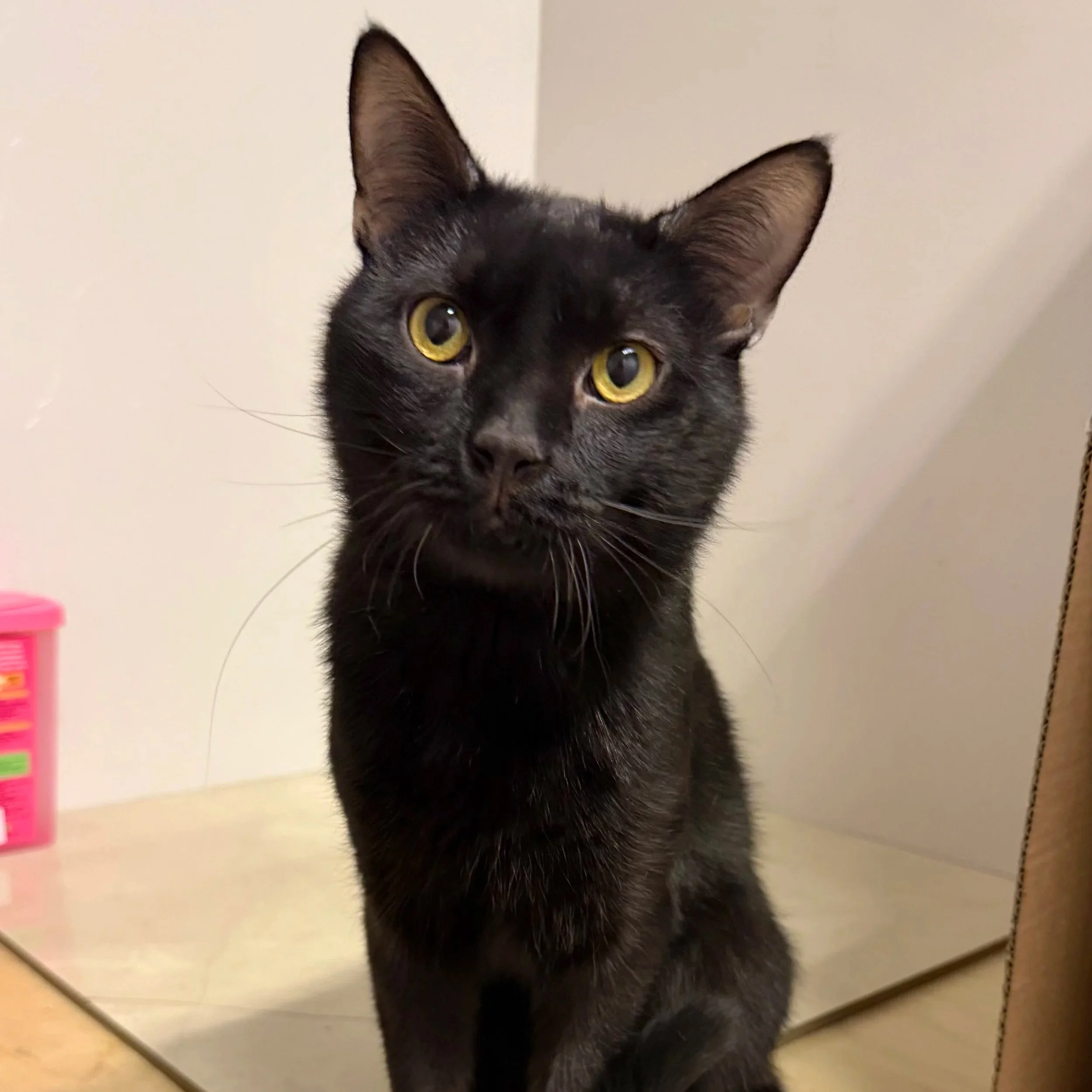 A black domestic short-haired cat with yellow-green eyes sitting on a beige countertop indoors.