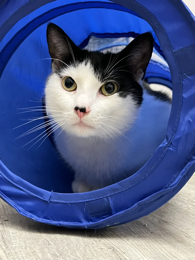 Our Cats — Kitty Cat Cafe and Adoption Lounge