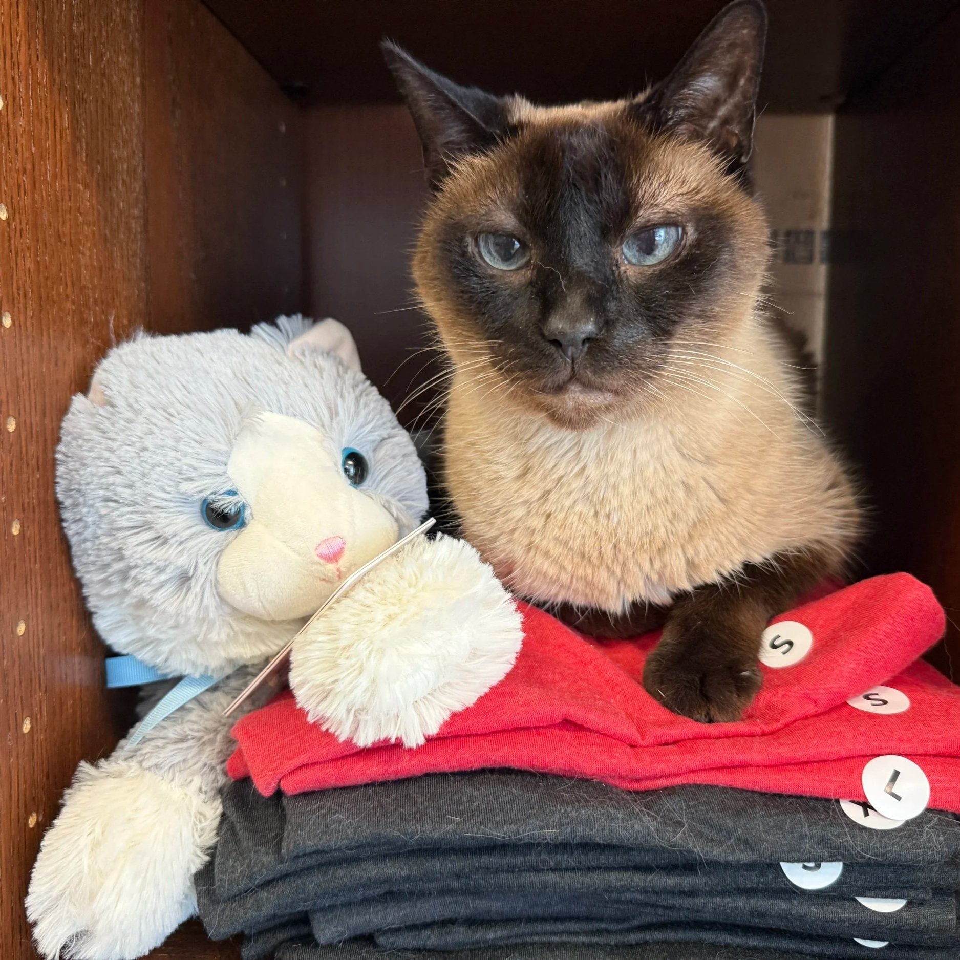Close-up of a Siamese cat resting its head on a gray cushioned surface, with a neutral background.