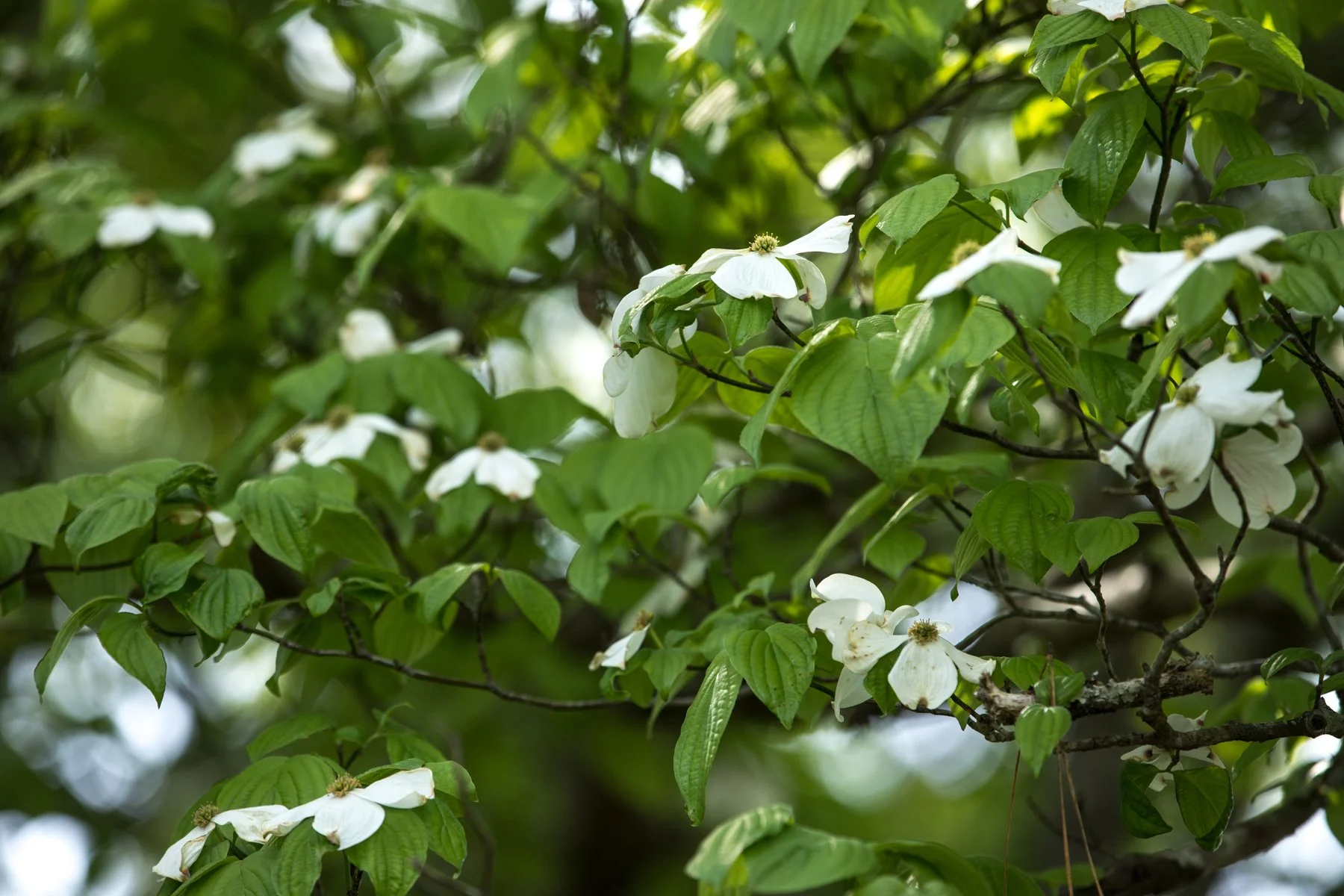 Plantation_4-web.jpg