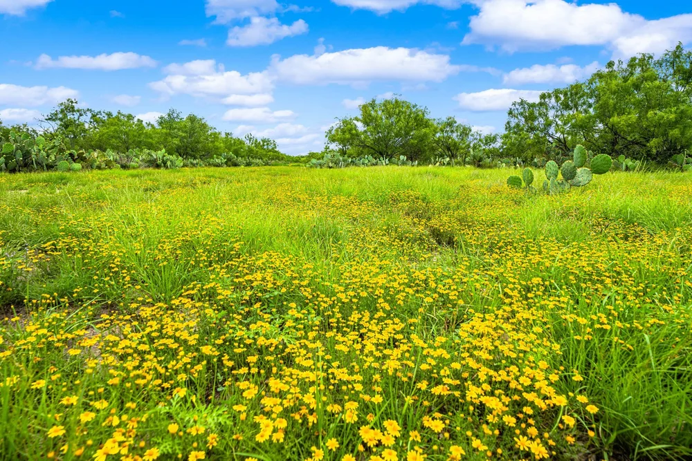 general-3-tecomate-properties