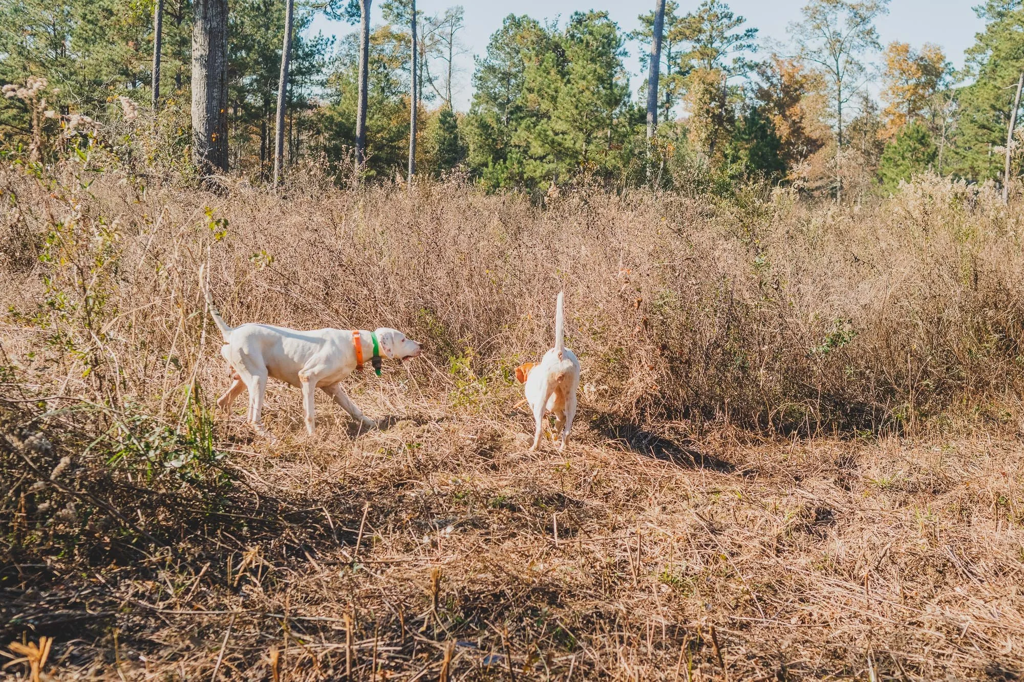 FoxCreek_707.jpg