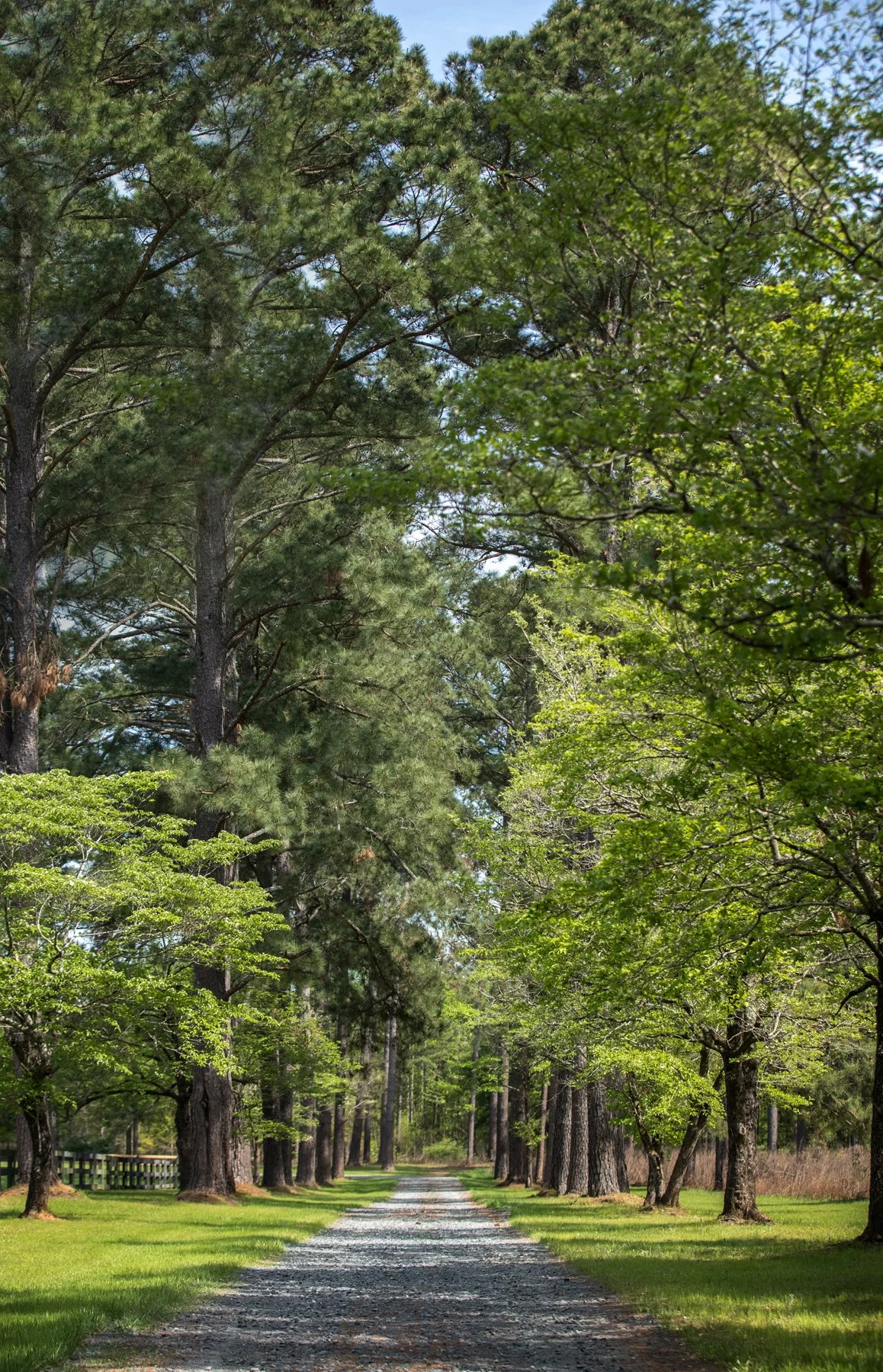 Plantation_2-web.jpg