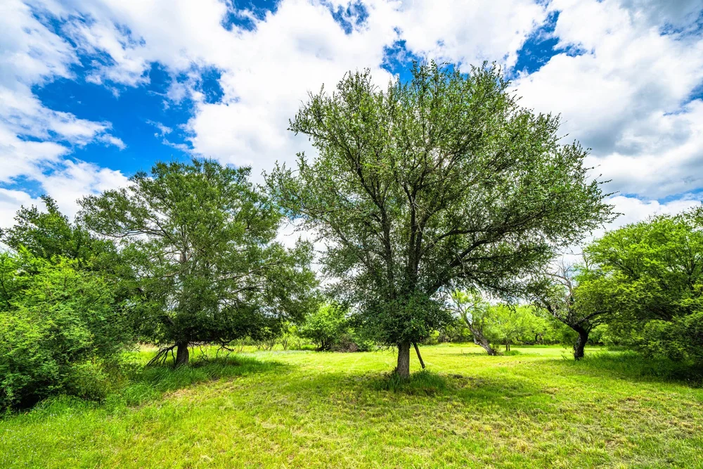 general-3-tecomate-properties