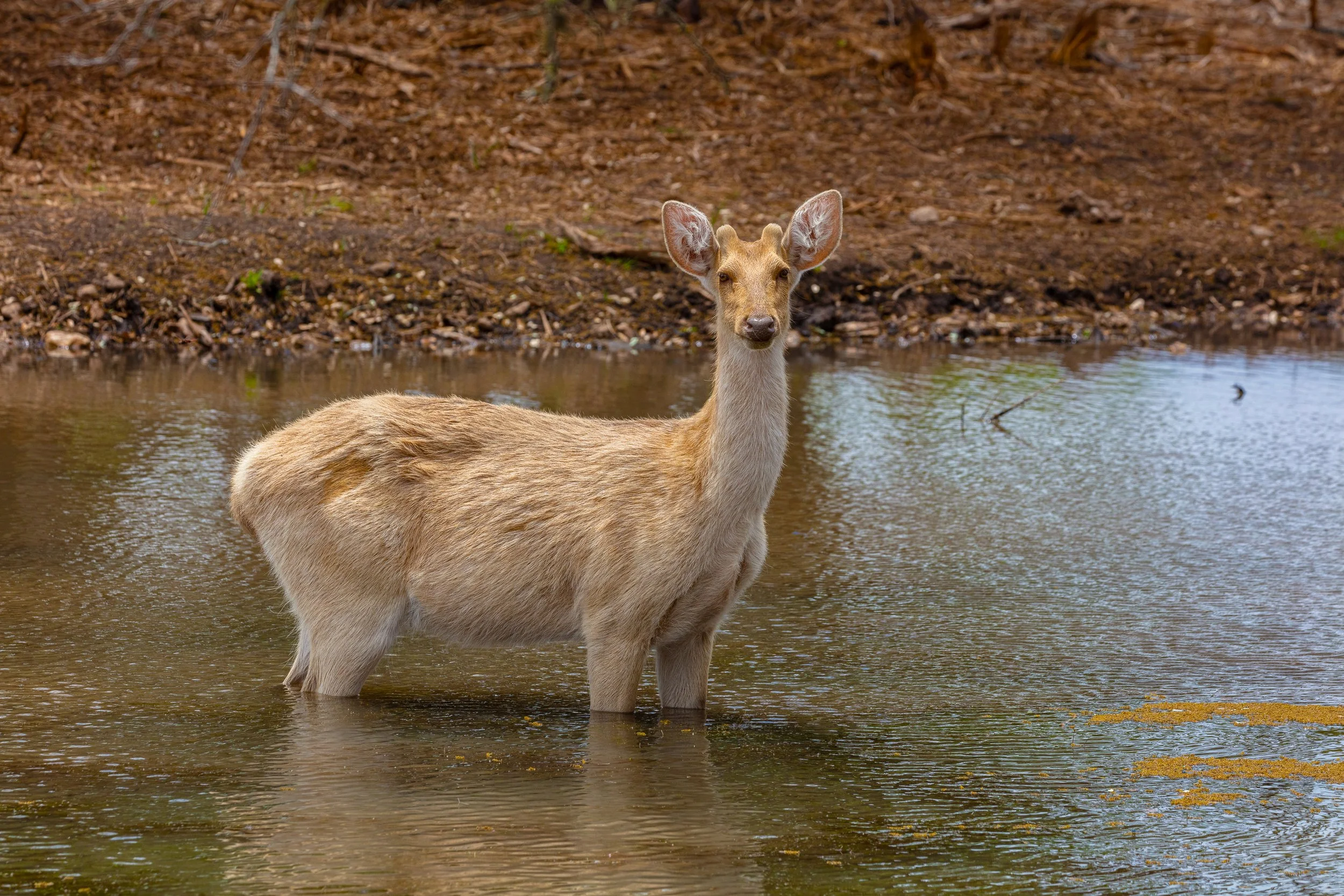 cc_DS_1109.jpg