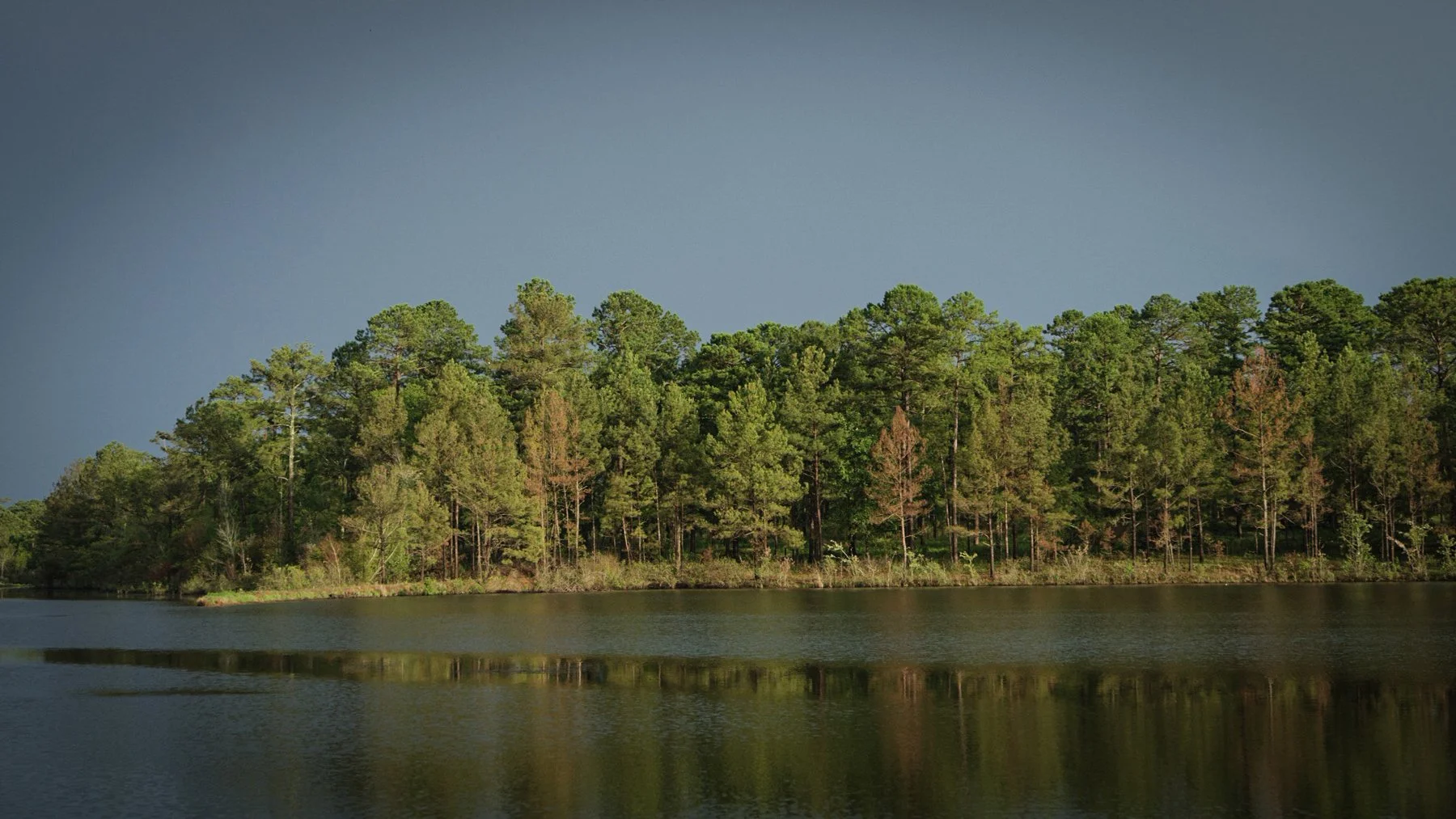 Woods-and-lake_-web.jpg