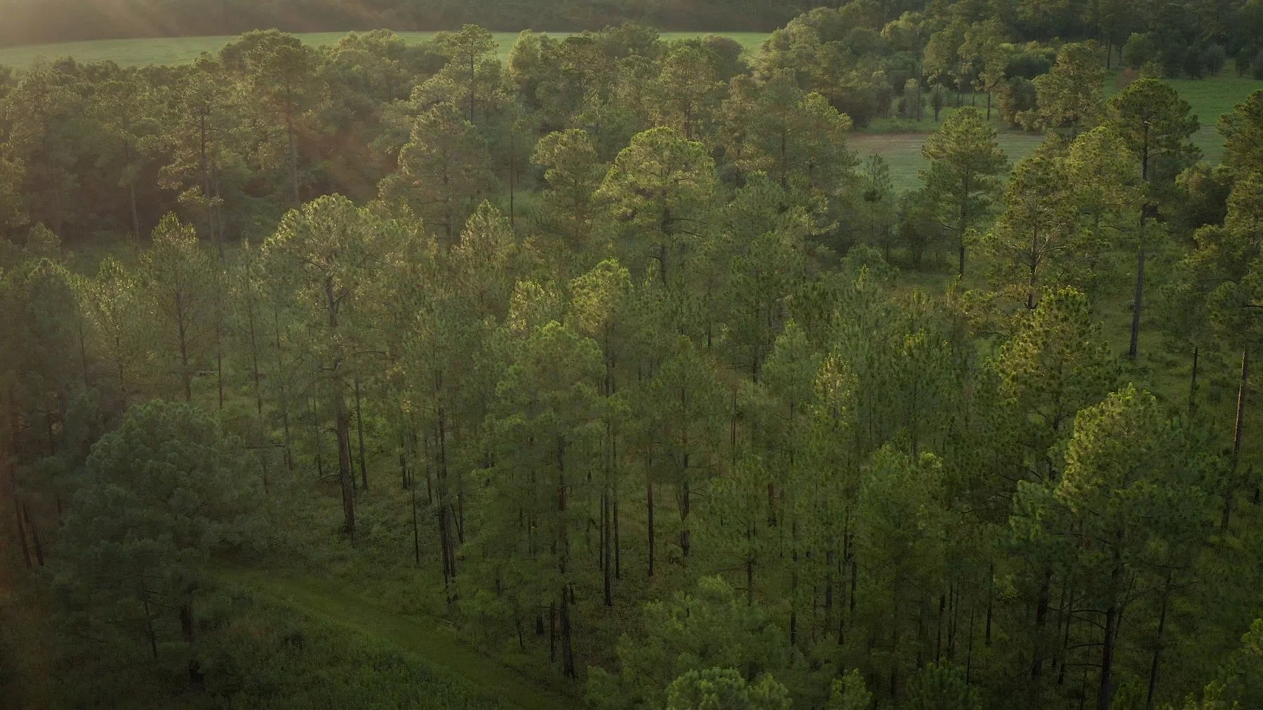 Woods2-web.jpg
