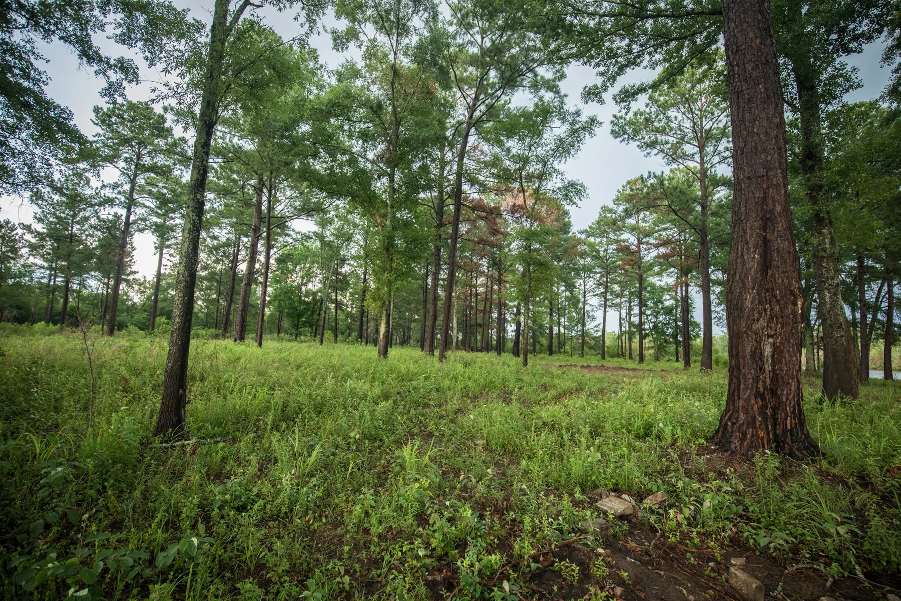woods-3-web.jpg