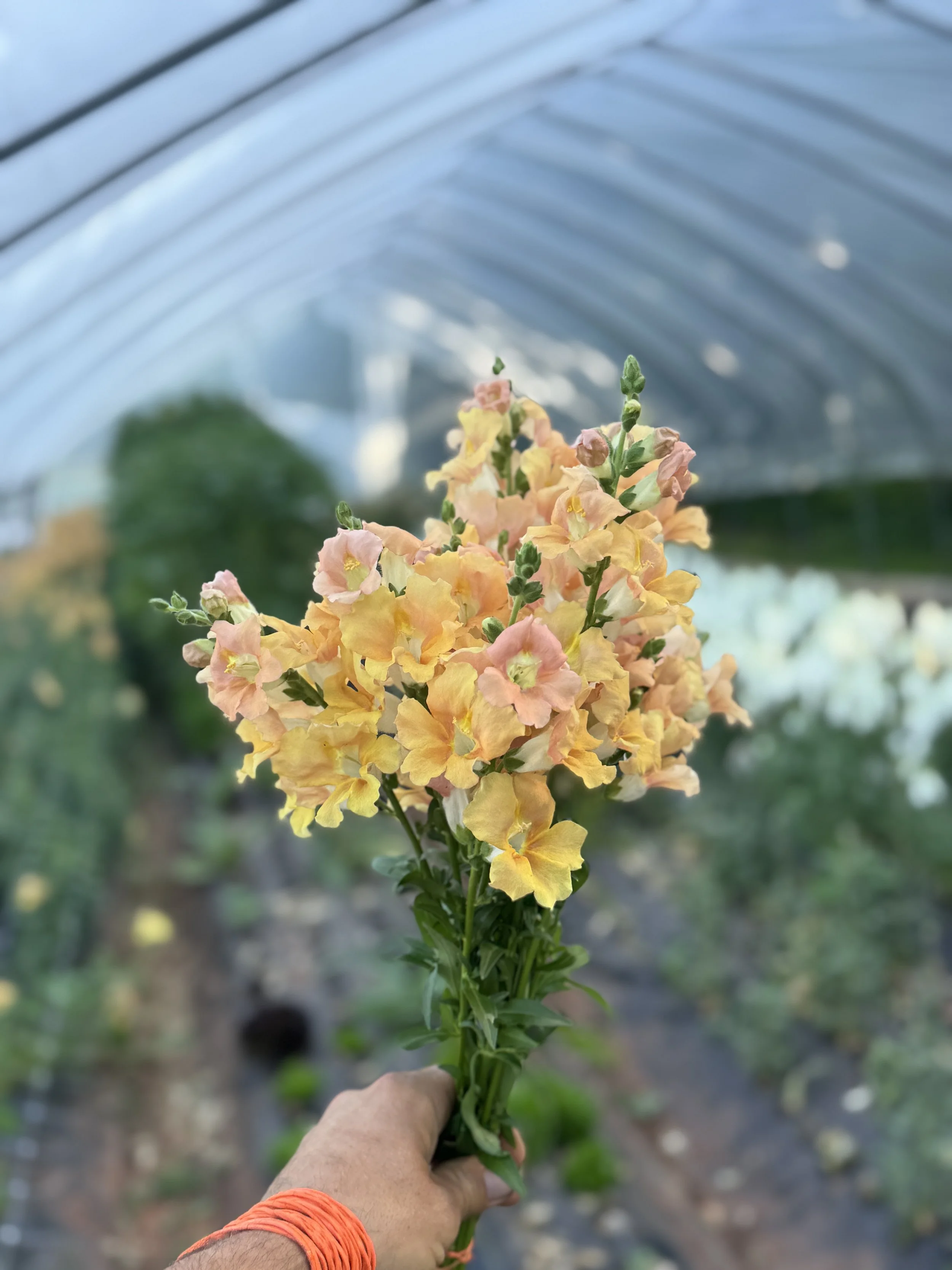 IMG_4487.jpg (Copy) (Copy)