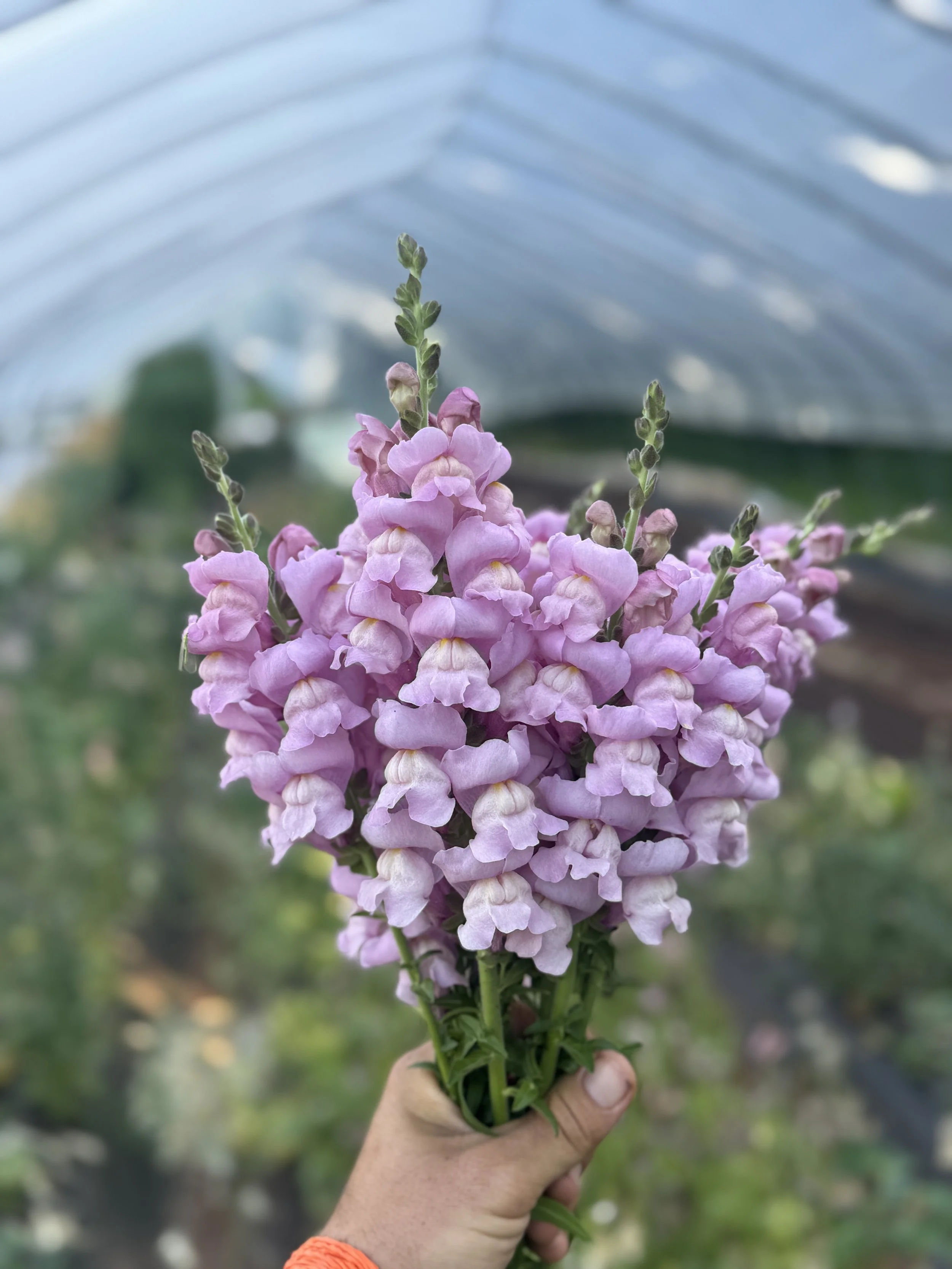 IMG_4484.jpg (Copy) (Copy)